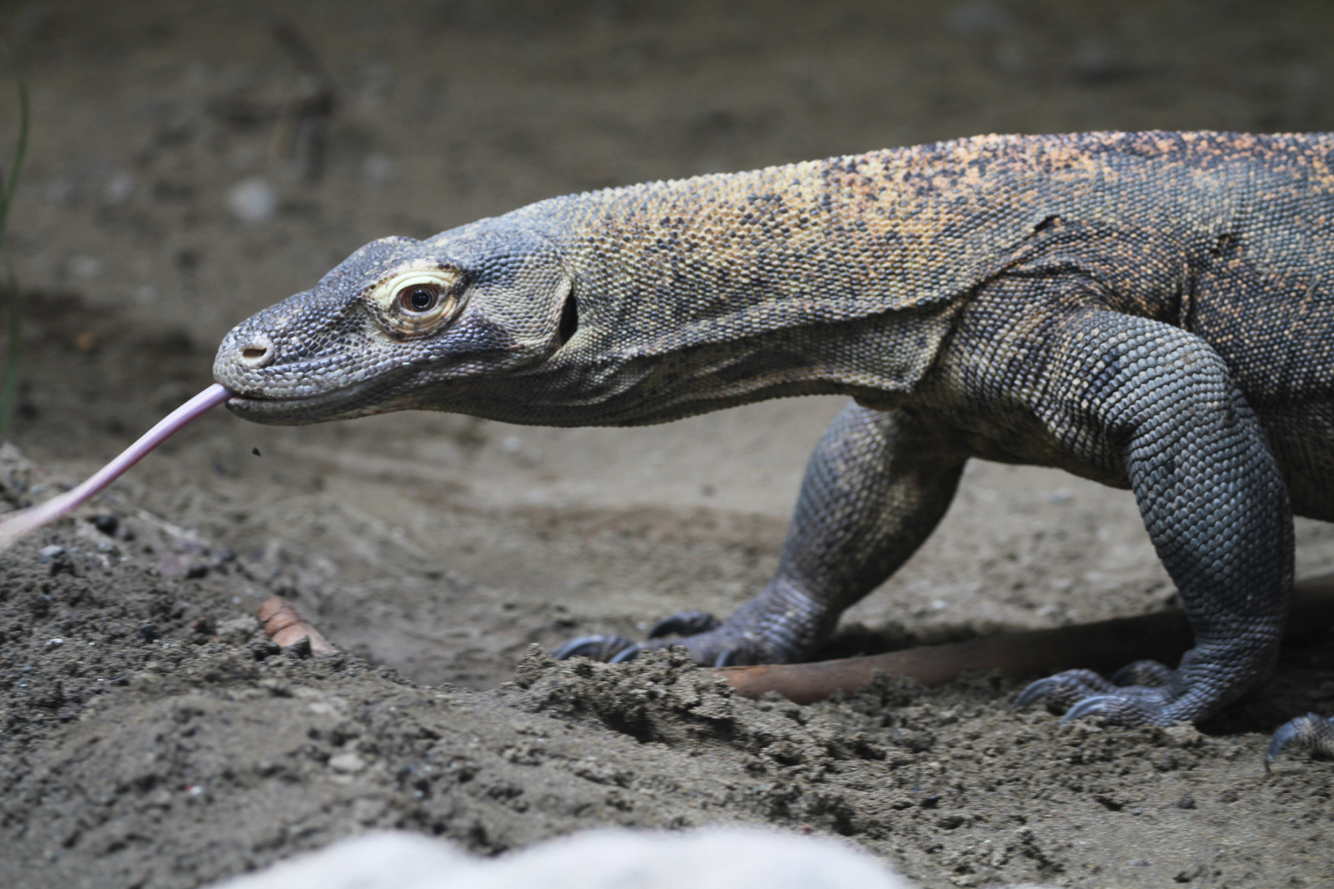 科摩多巨蜥,也叫做科摩多龙,属于巨蜥科巨蜥属,是现存世上体型最大的