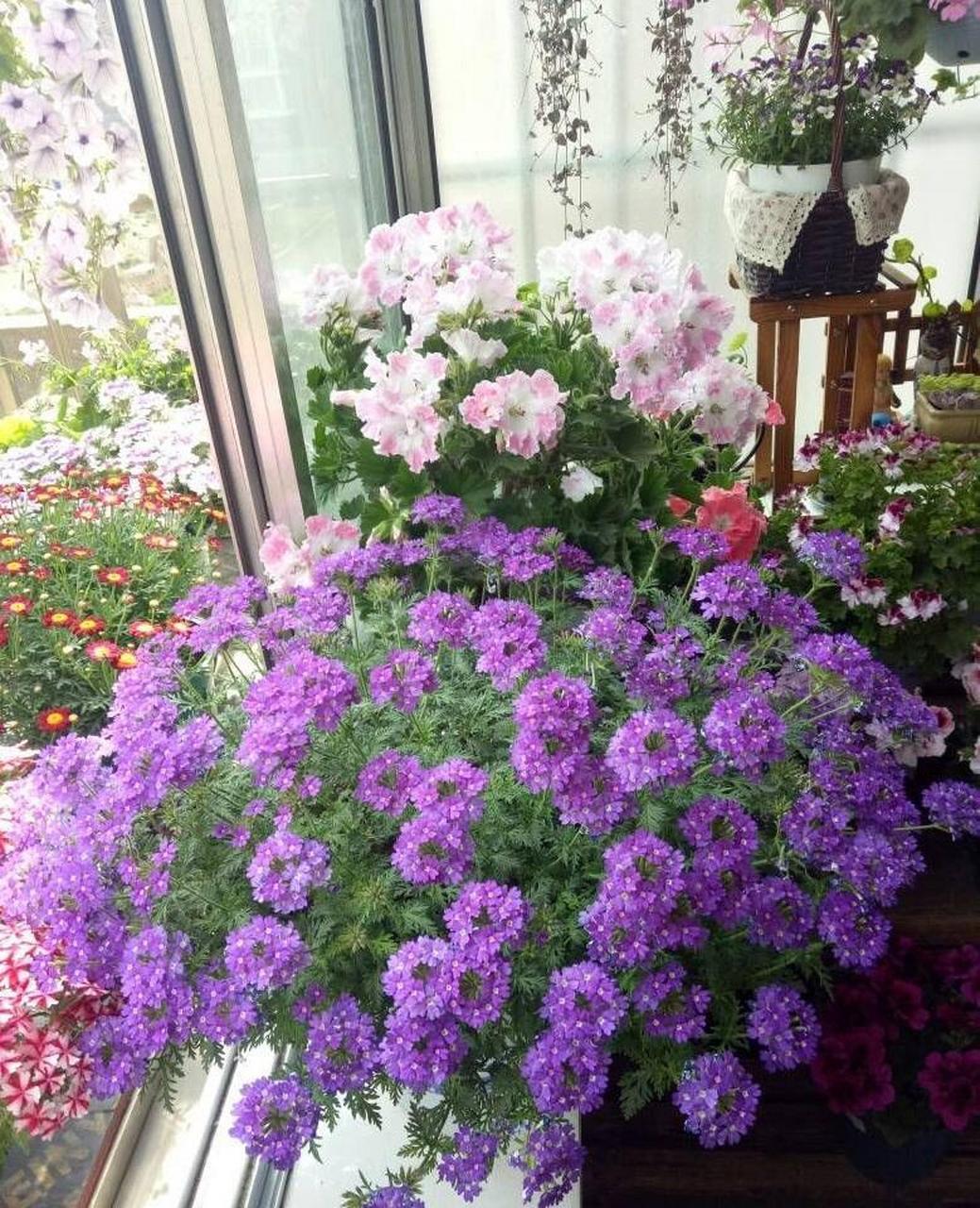 养棵"美女樱"吧,号称草本绣球花,植株低矮,分枝性好,株型丰满,开花量