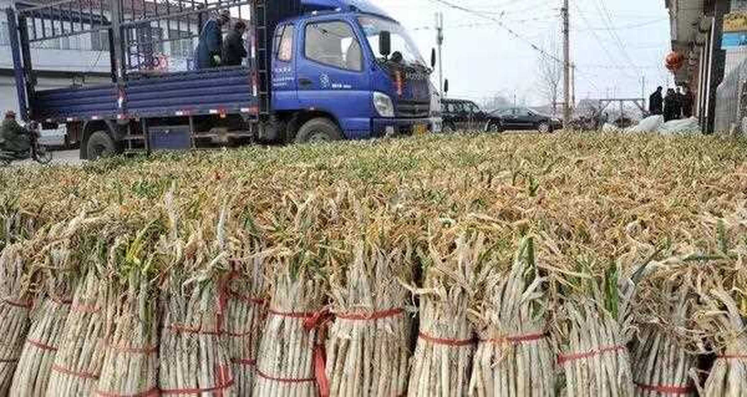 辣椒大葱涨价明显图片