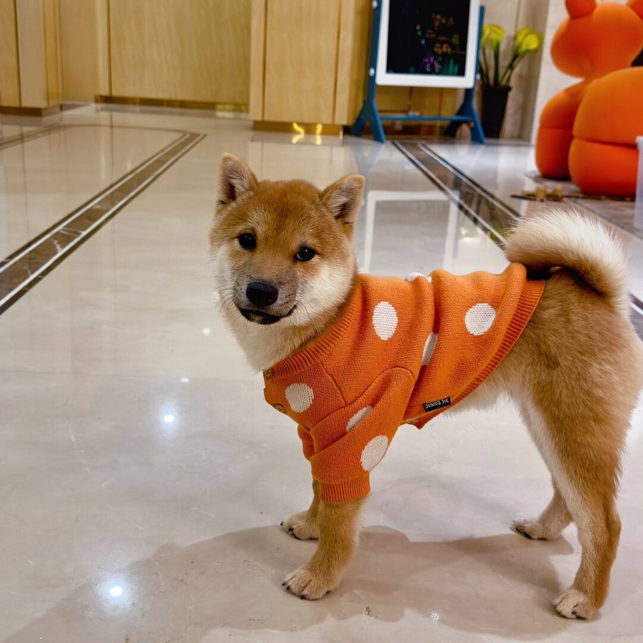 尴尬期的小豆柴!