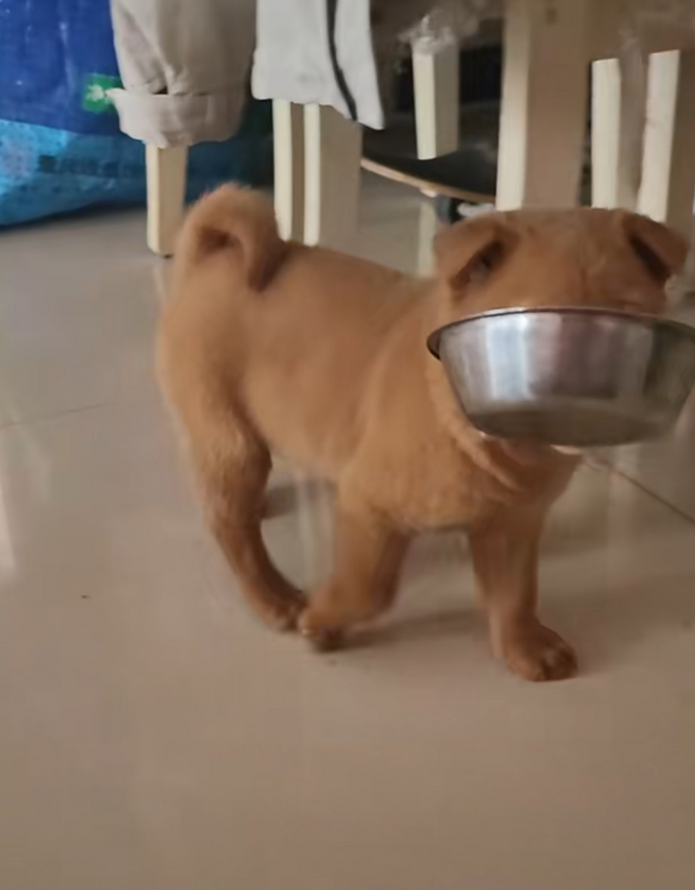 主人:刚起床,小狗已经把饭盆叼在嘴里了,真是个小饭桶.