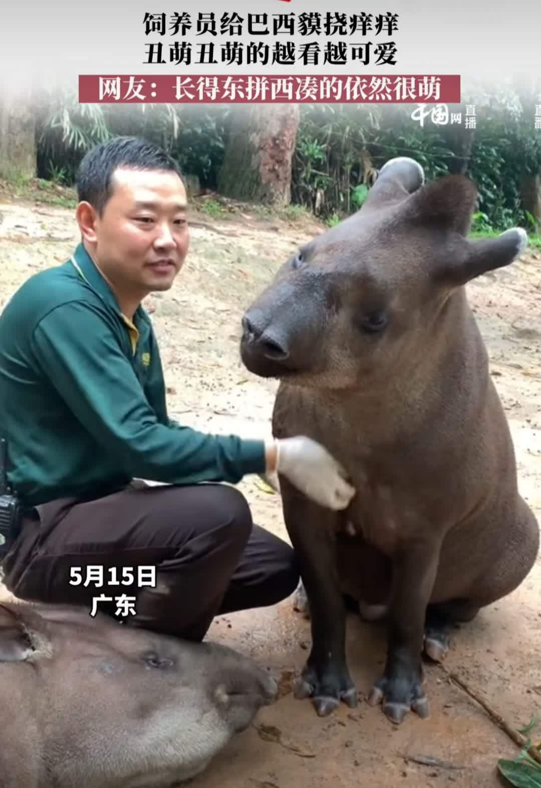这种丑陋又可爱又丑陋的动物叫做巴西貘