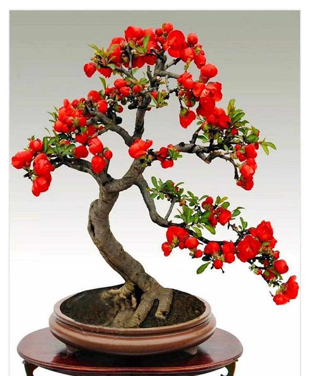 长寿冠海棠是打造老桩盆景的优良花卉 [666]长寿冠海棠是沂州海棠的