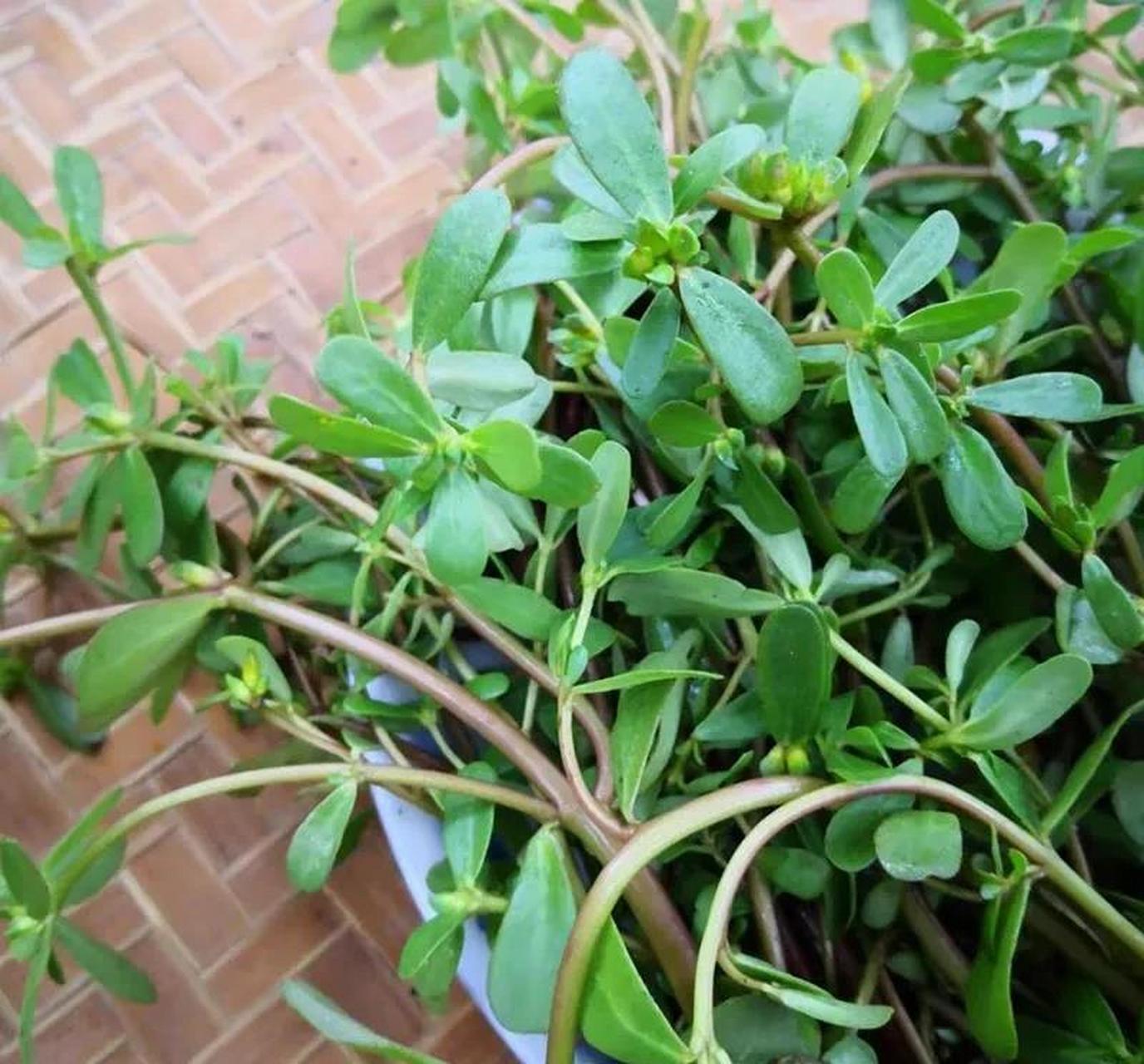 马齿苋治前列腺炎效果很好![祈祷] 马齿苋一般长于田边地角马路边,性