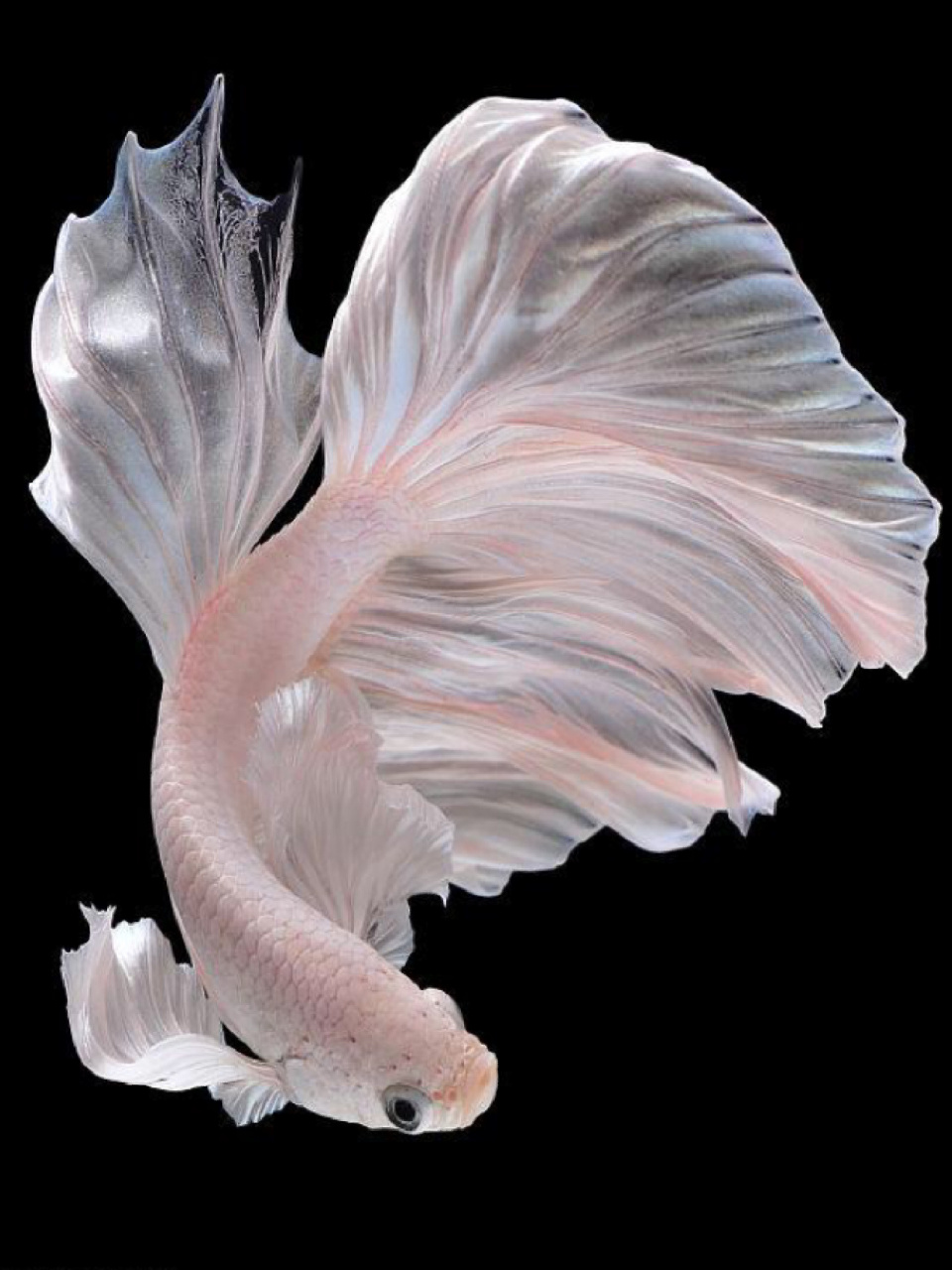 每天陪孩子一起瞧动物 名称:五彩搏鱼 别名:泰国斗鱼,暹罗斗鱼,彩雀鱼