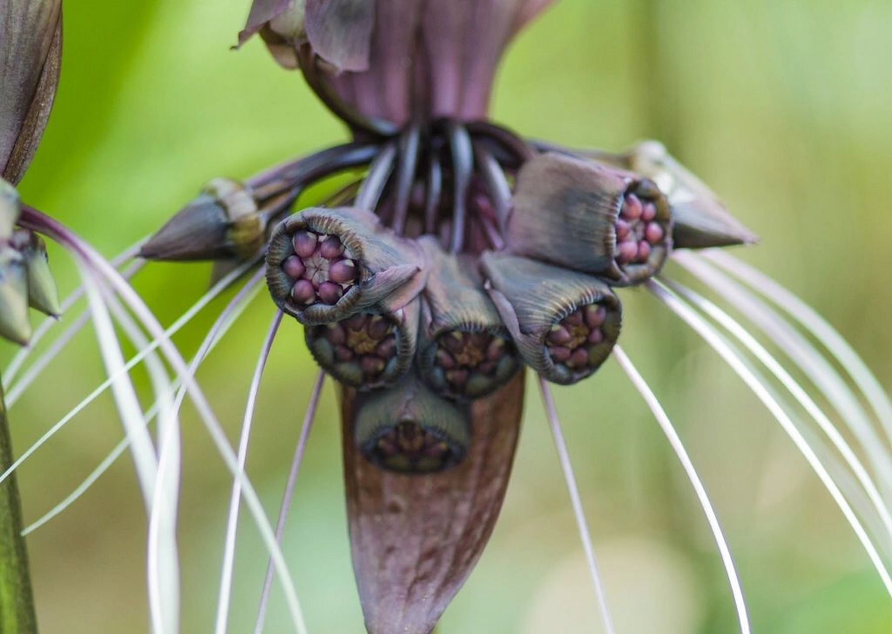 雨林下的幽灵 黑蝙蝠花 tacca chantrieri(black bat flower) 原产地