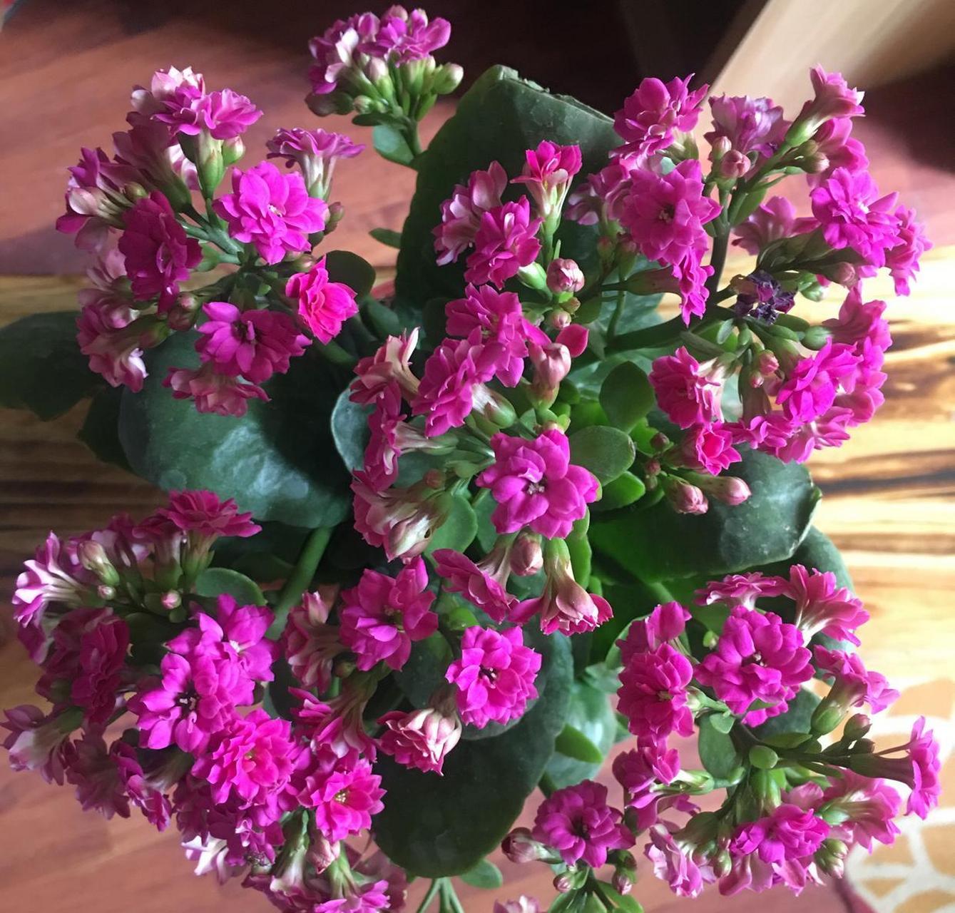 快过年了,家里可以养一盆这种花