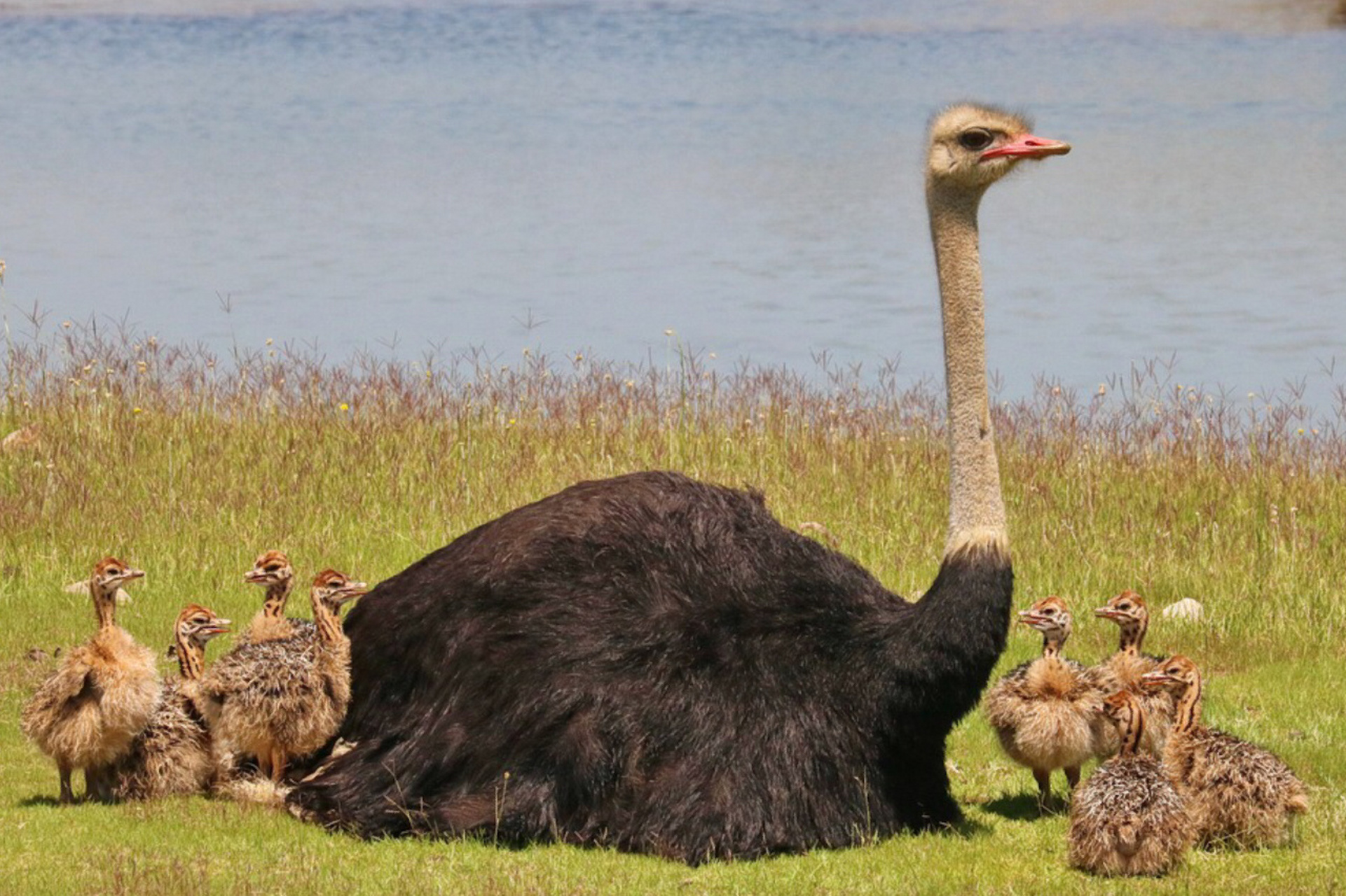 5米,雄鸵鸟体重可达150千克.