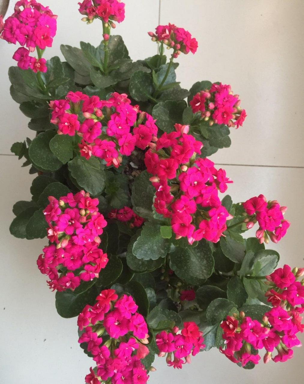 快过年了,家里可以养一盆这种花