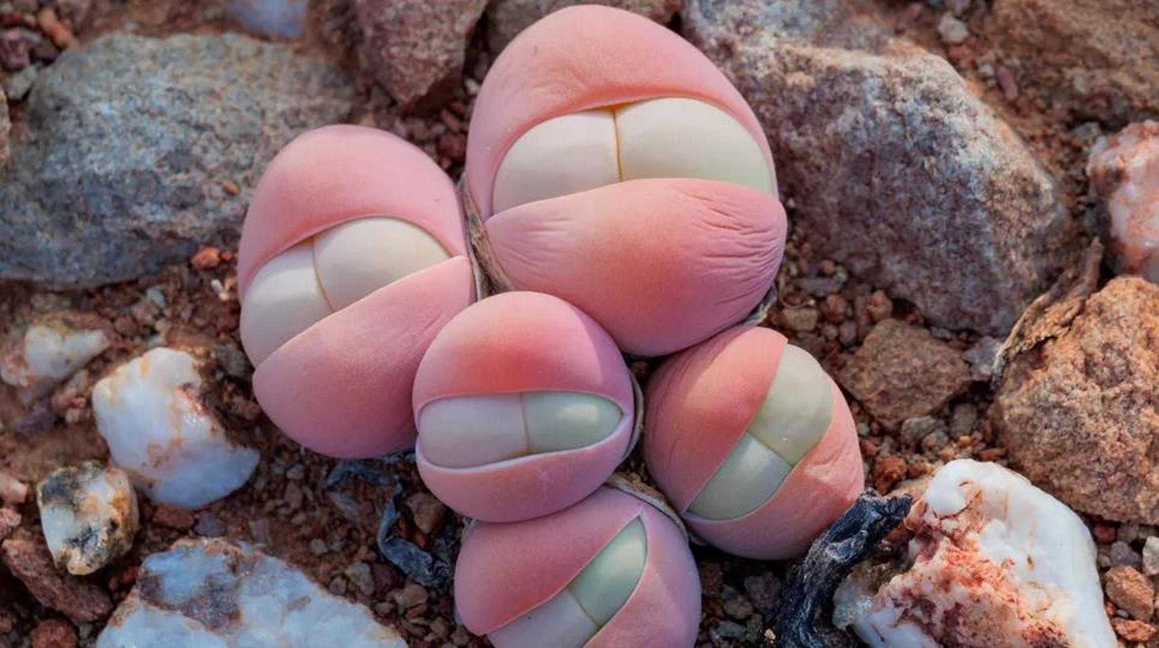 这种奇怪的小多肉植物看起来像婴儿的屁股,它的名字叫gibbaeum heath