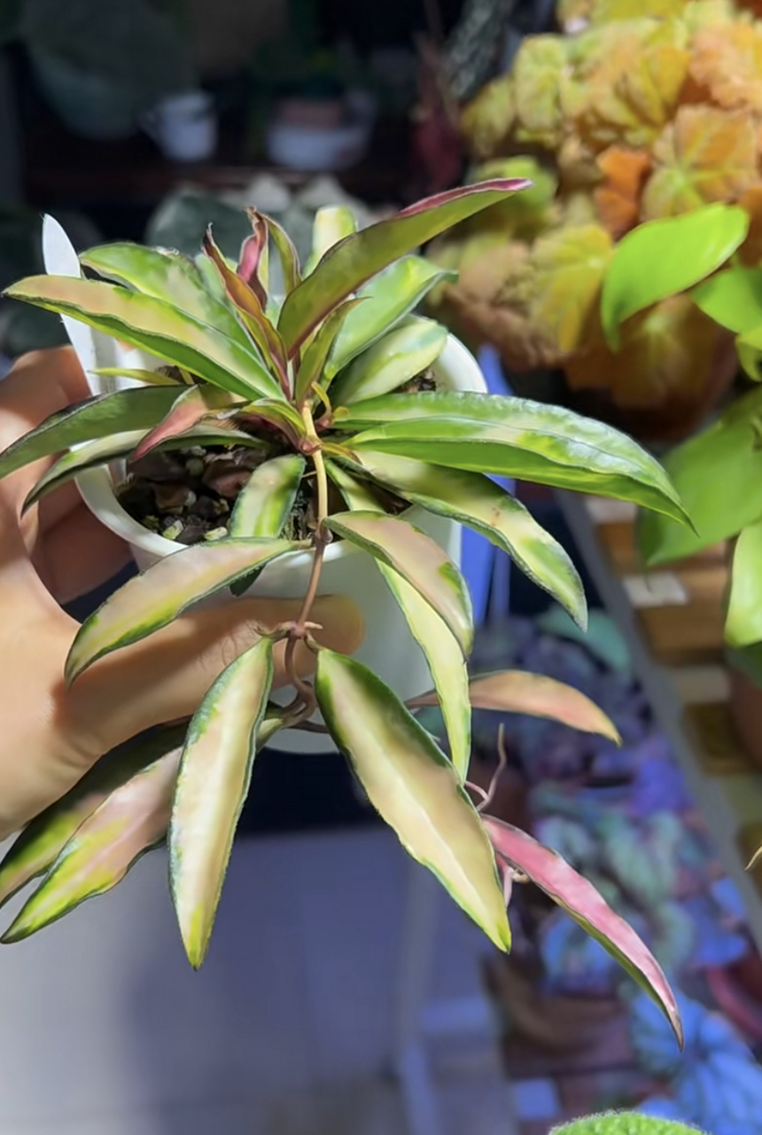 家里阳台朝北,封闭,或是光照不多的,建议你养这种花——冰糖内锦球兰