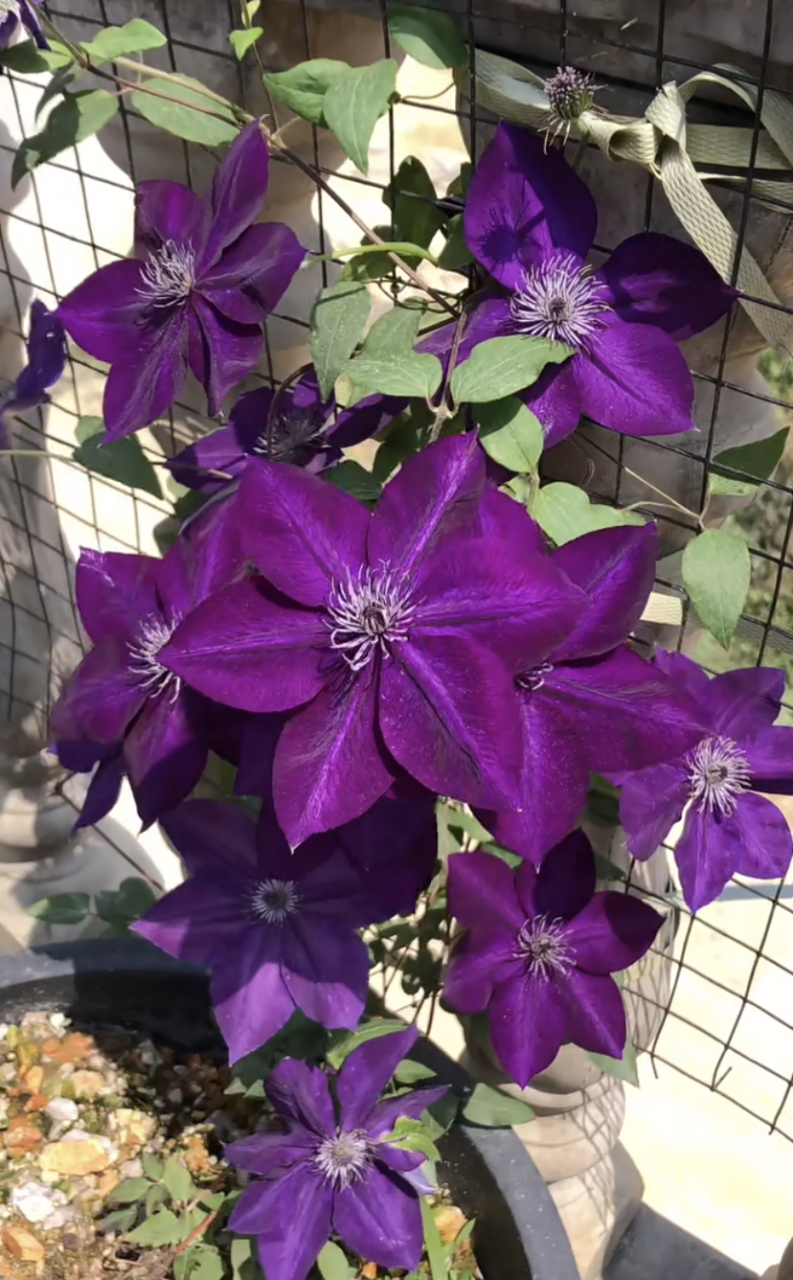 喜欢就养这款——铁线莲"紫水晶美人",f系,中小型品种,株高仅一米多