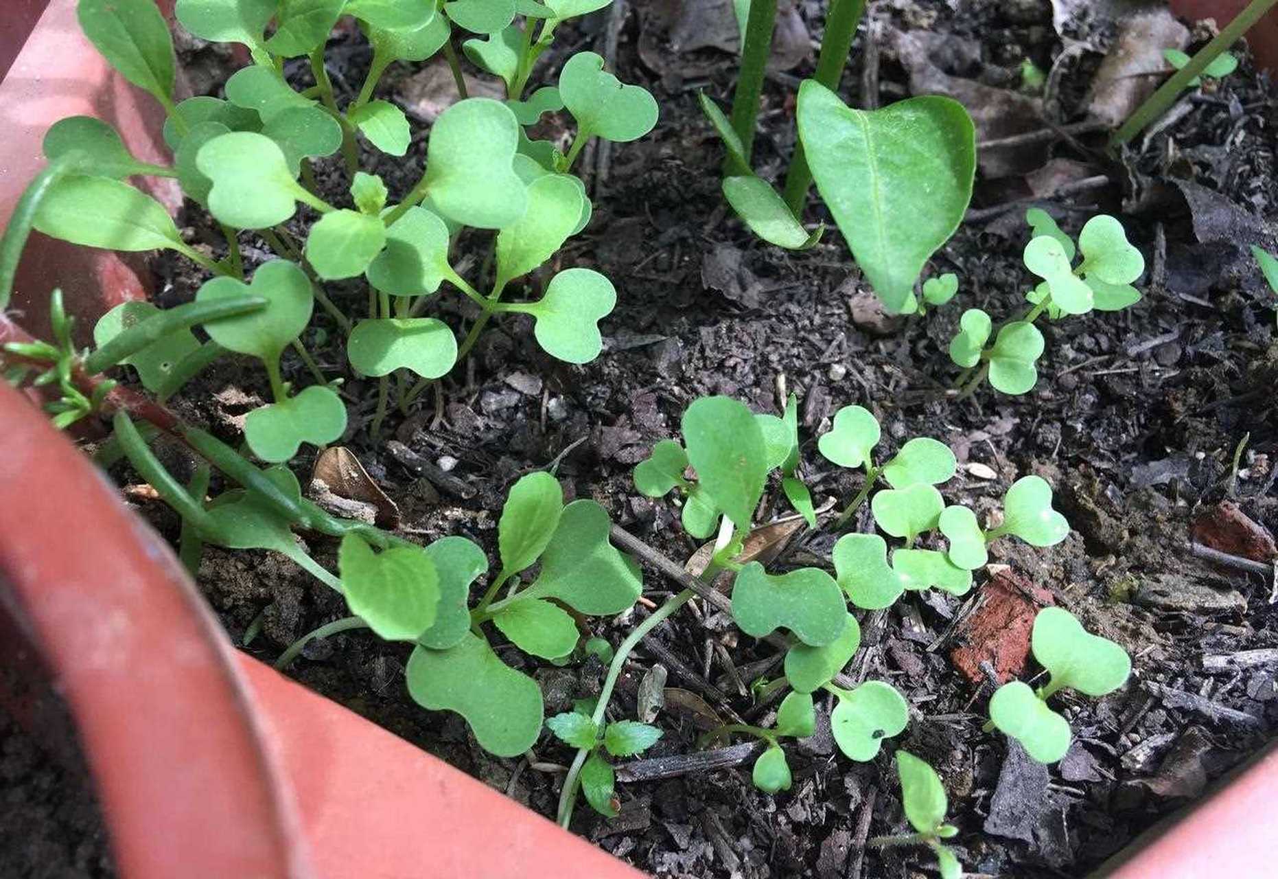 这几天播种的青菜,出苗简直太快了!