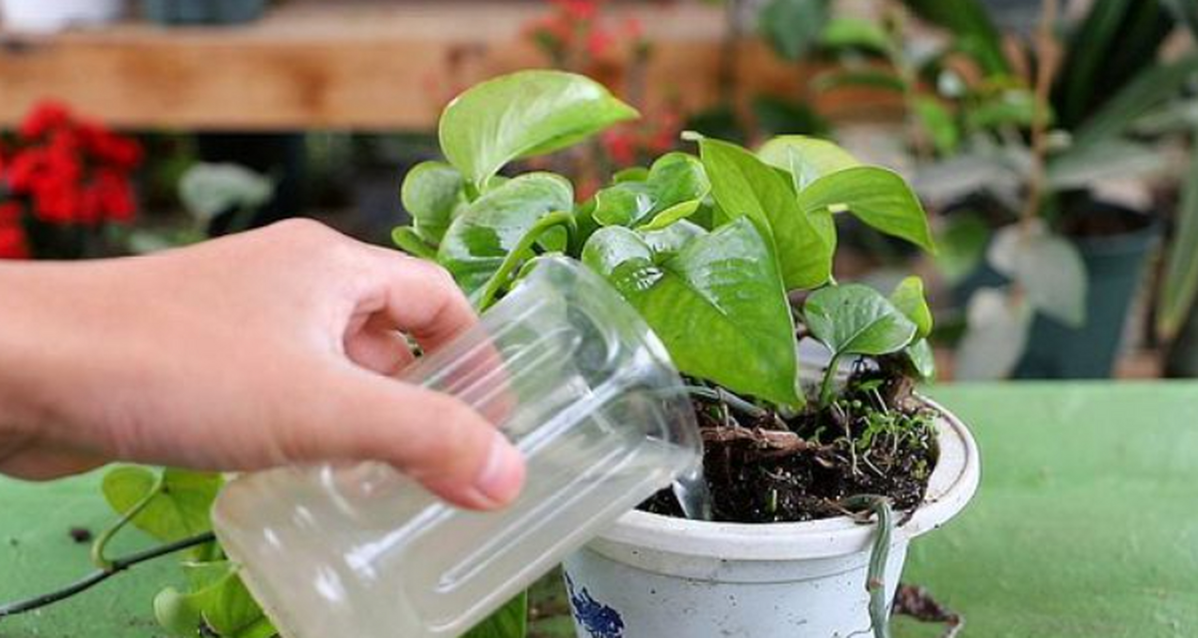 但是需要注意,牛奶不能直接浇灌,需要用水稀释后再使用