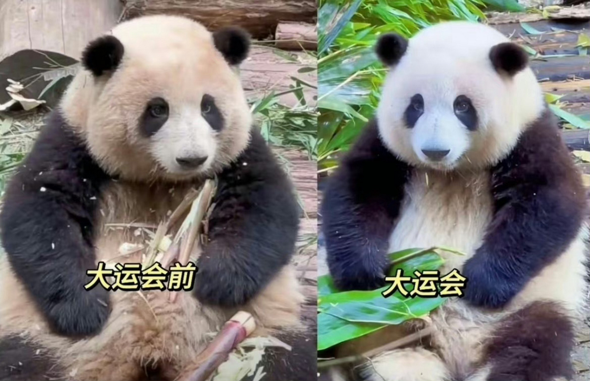 熊猫花花# #谭爷爷说花花不是洗白的# 女明星的自我修养,雪白的妆造