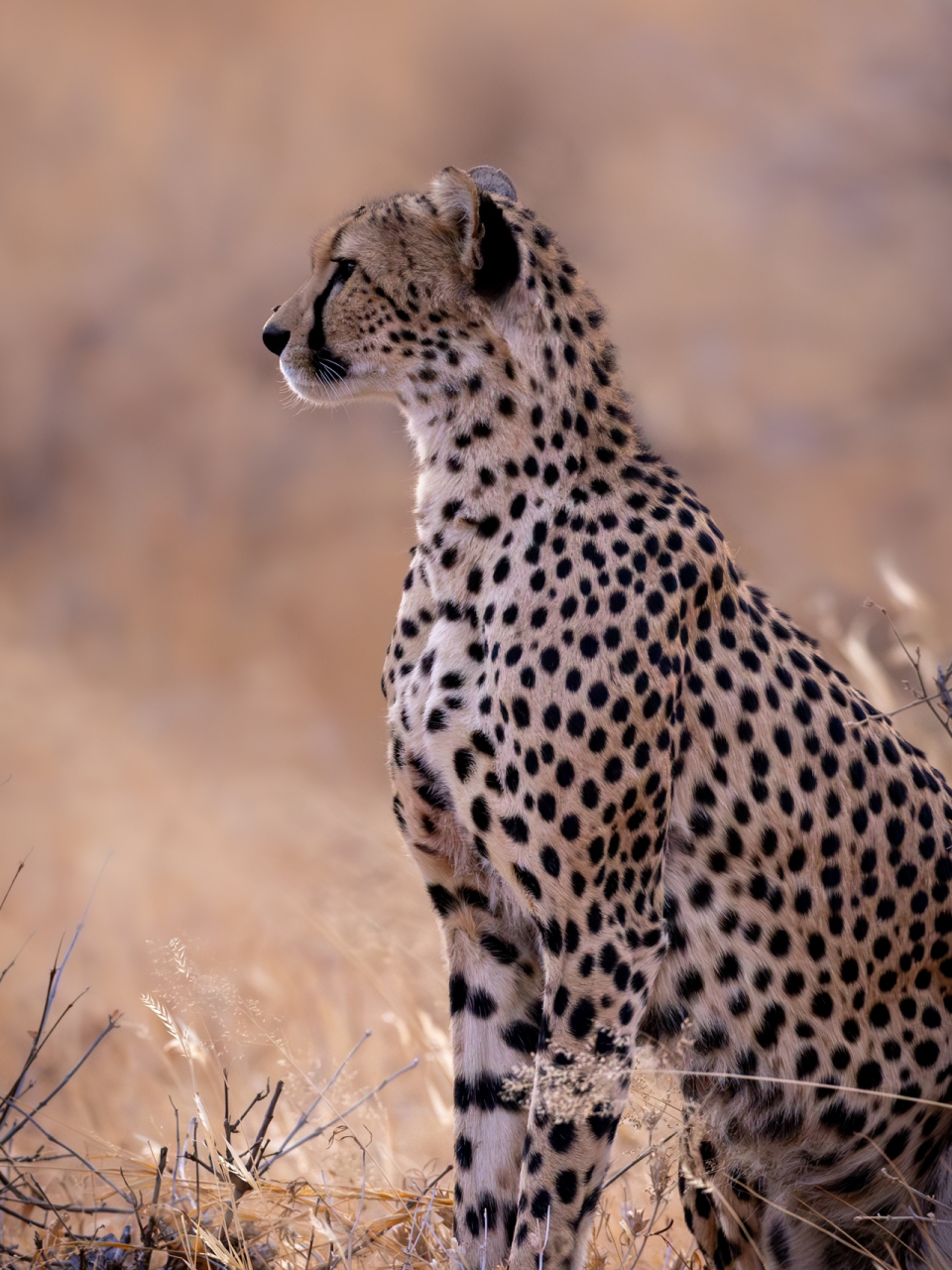 非洲大草原上最萌最酷的猎豹  猎豹 是我最喜欢的野生动物之一.