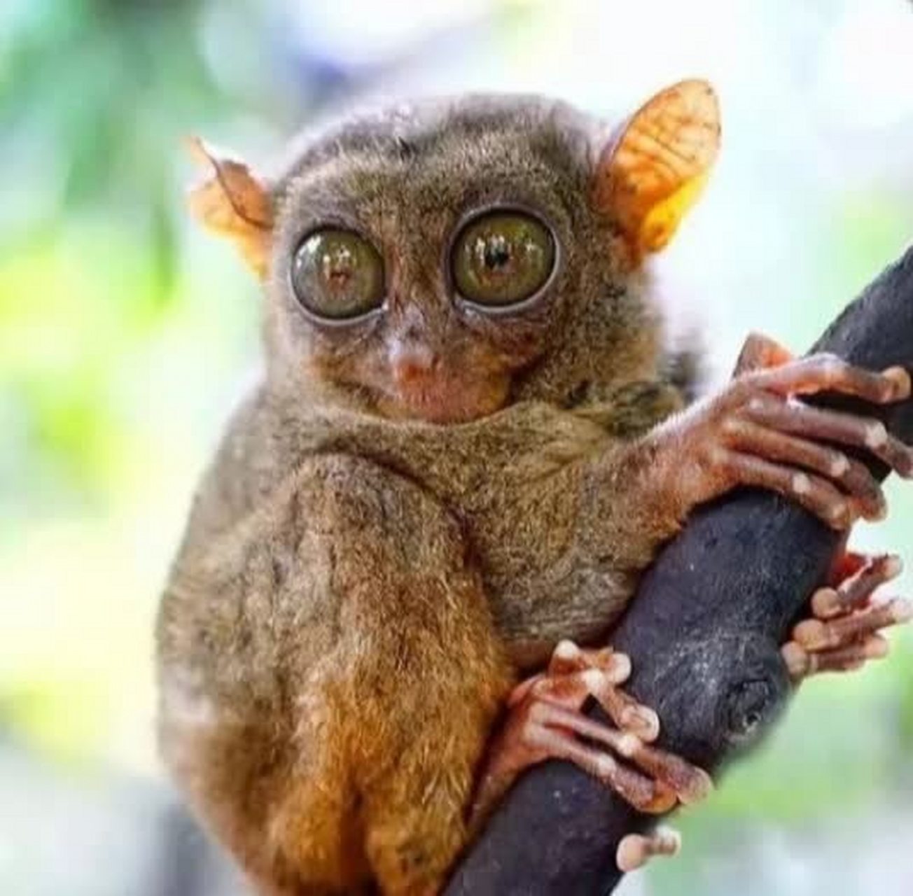 这是一只可爱的眼镜猴![大笑][大笑]#搞笑