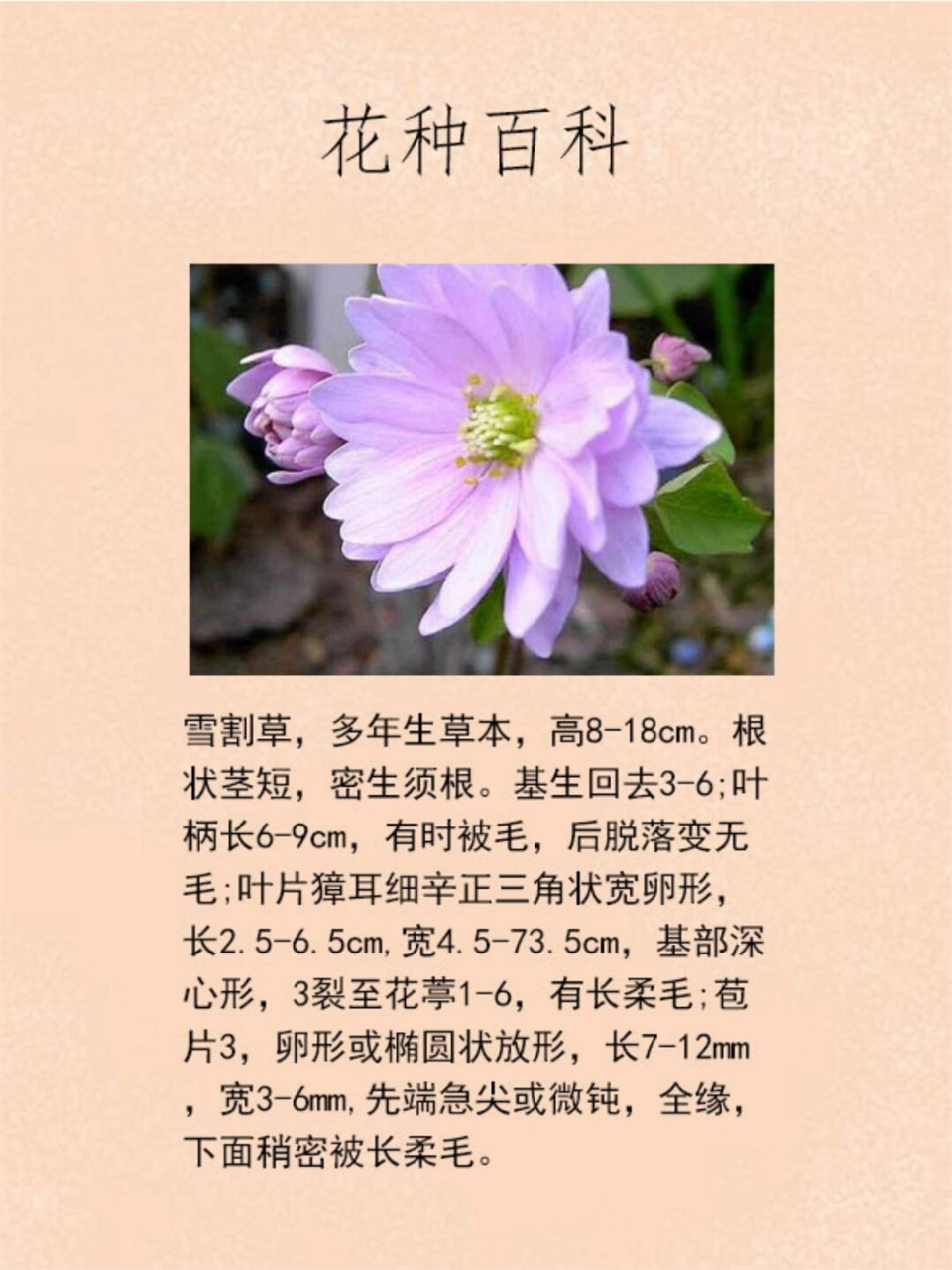 雪割草(学名:hepatica nobilis),又称獐耳细辛,幼肺三七,三角草
