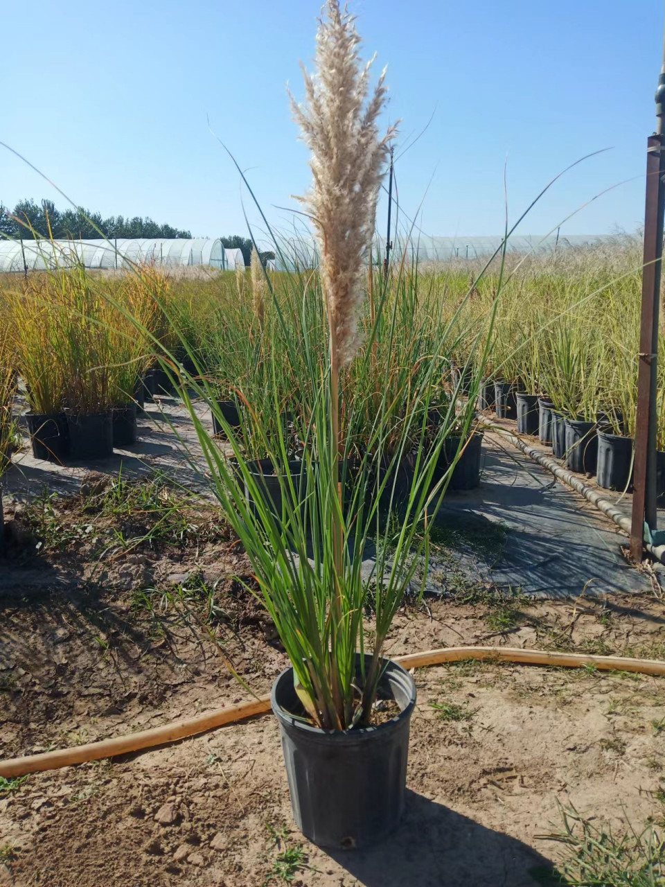 矮蒲苇基地的矮蒲苇长穗了!