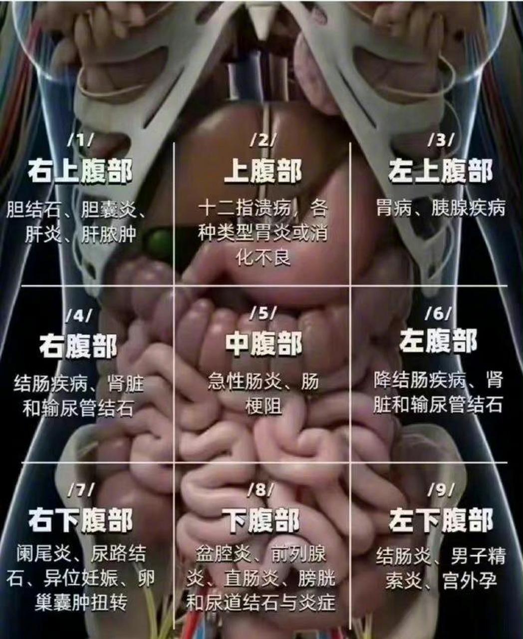 胃区疼痛位置图标准图片