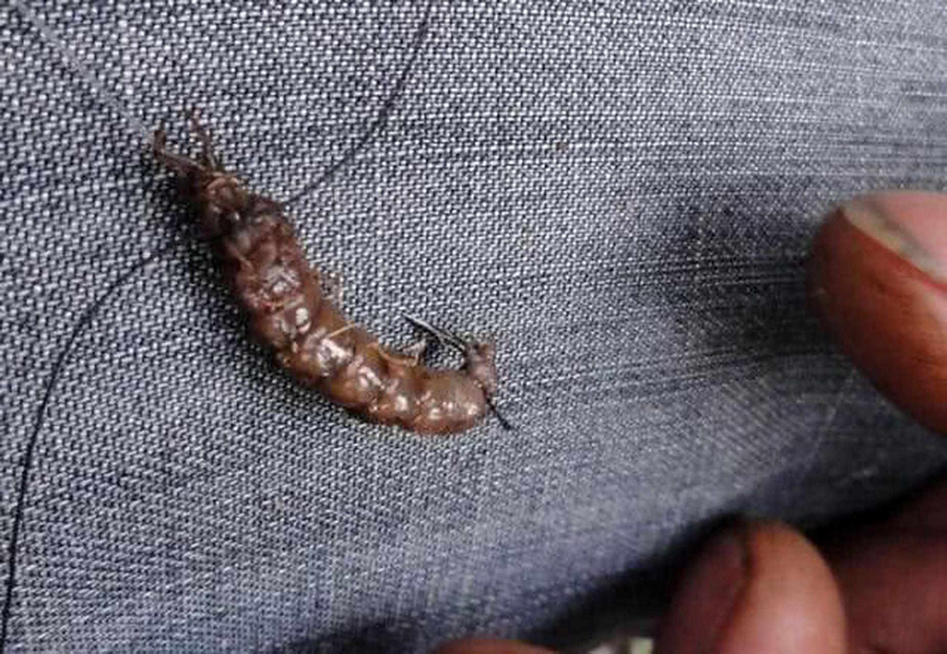 水蜈蚣,又名水虎,水夹子,为龙虱的幼虫,是一种水生甲虫