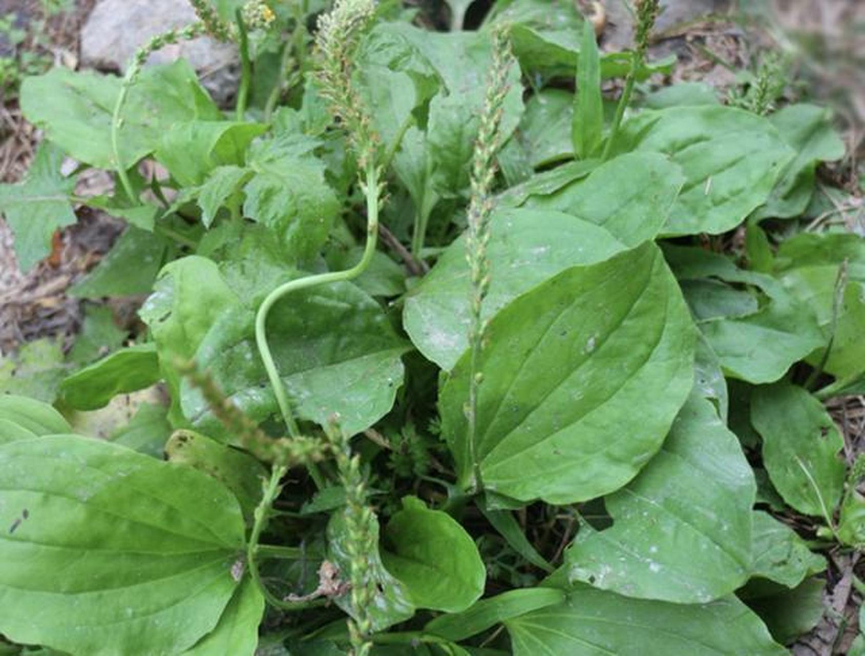 乡下的"猪耳草",可是珍贵的"化癌草""养生菜",遇见别错过  今天给大家