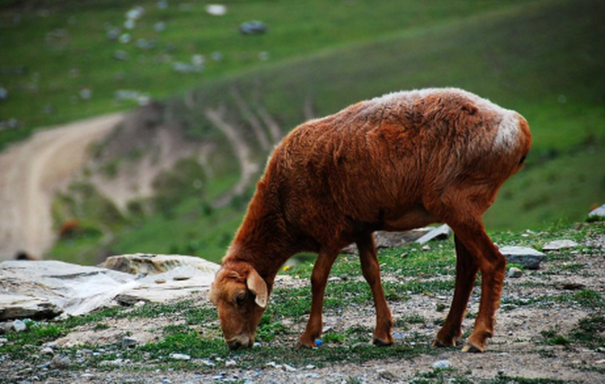 羊届的劳斯莱斯,刀郎羊,一只能卖几万块,为何在农村却没什么没人养?