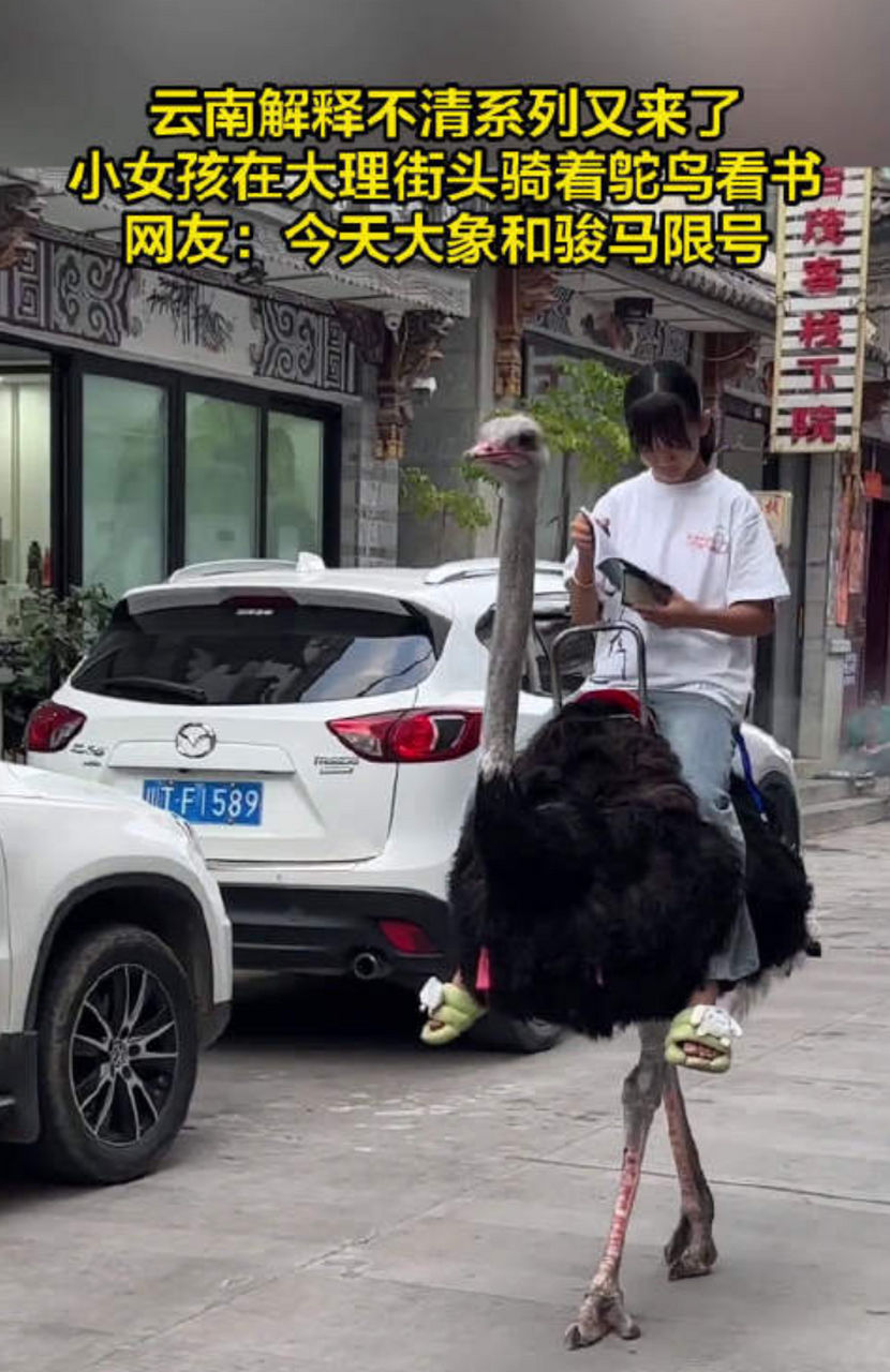 照片中,一位小女孩骑着一只鸵鸟,专注地看着手中的书本.