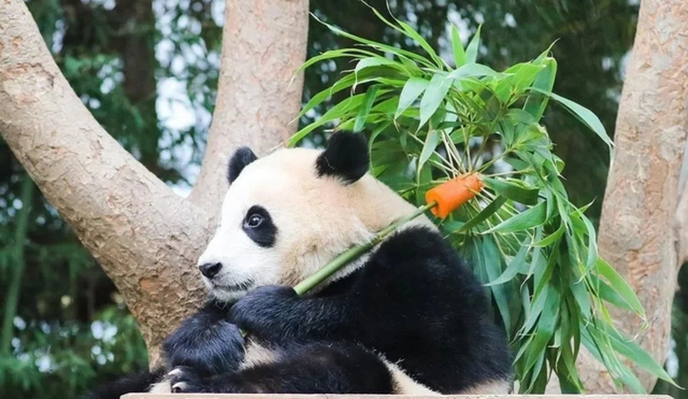 #大熊猫福宝# 拥有最多玩具的大熊猫"福宝".自出生以来,"福宝"便被饲