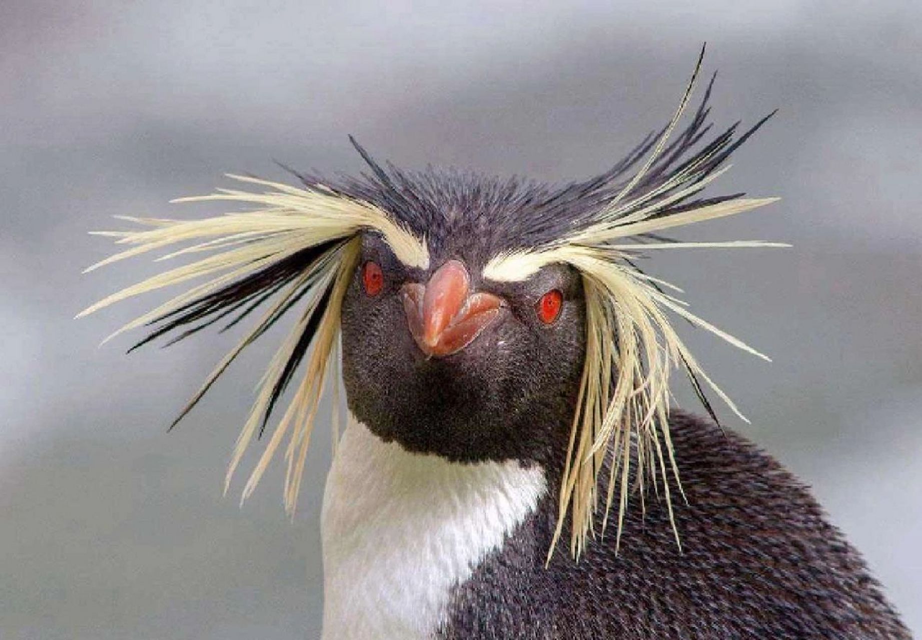 企鹅当然是鸟呀!