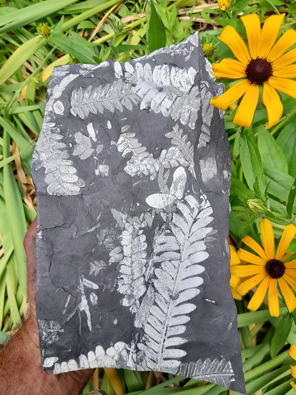 蕨类植物作为地球上的"活化石",其历史可以追溯到3亿年前.