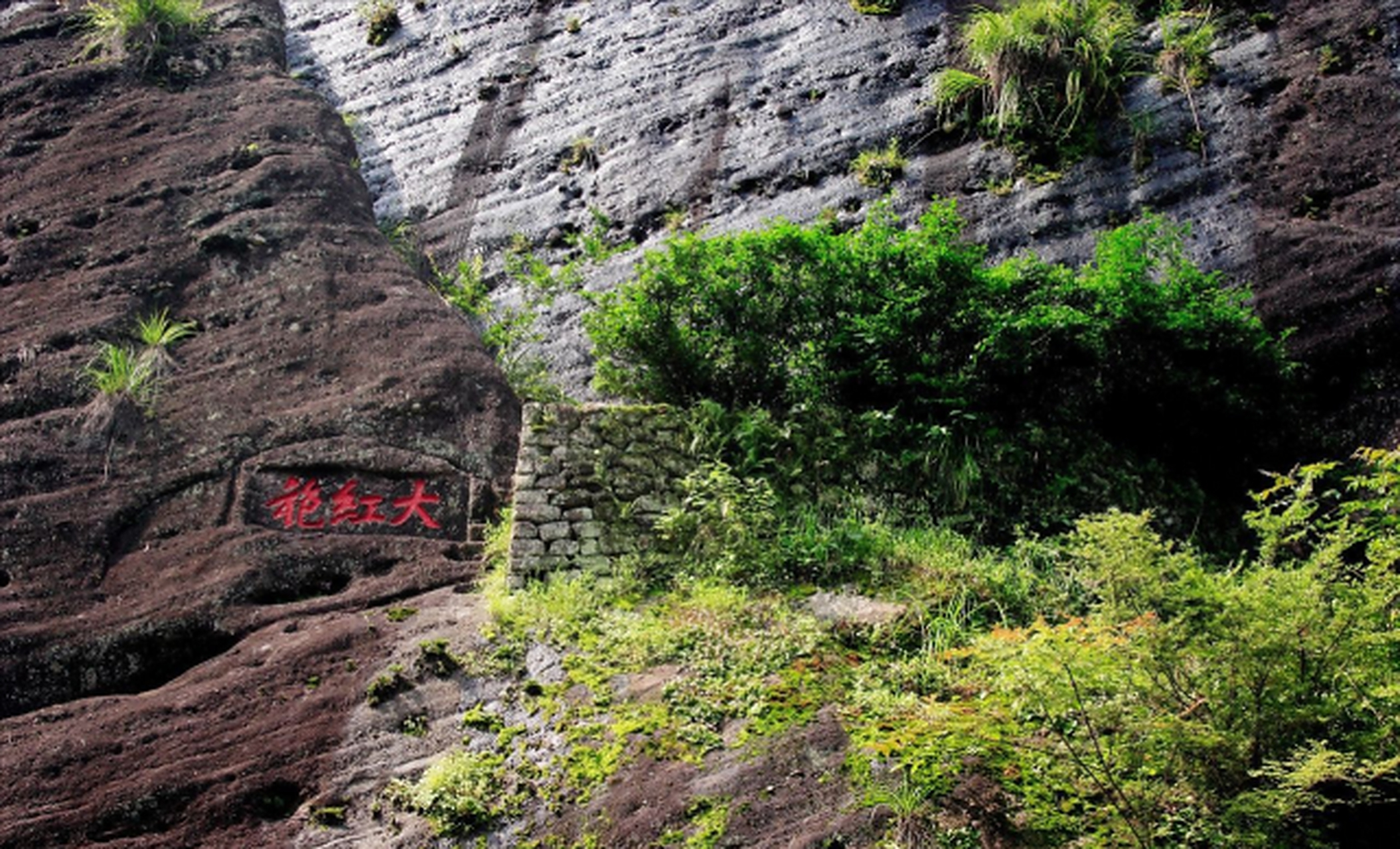 大红袍母树是一种非常珍稀的茶树,仅有三棵六株,产量稀少,历代都是