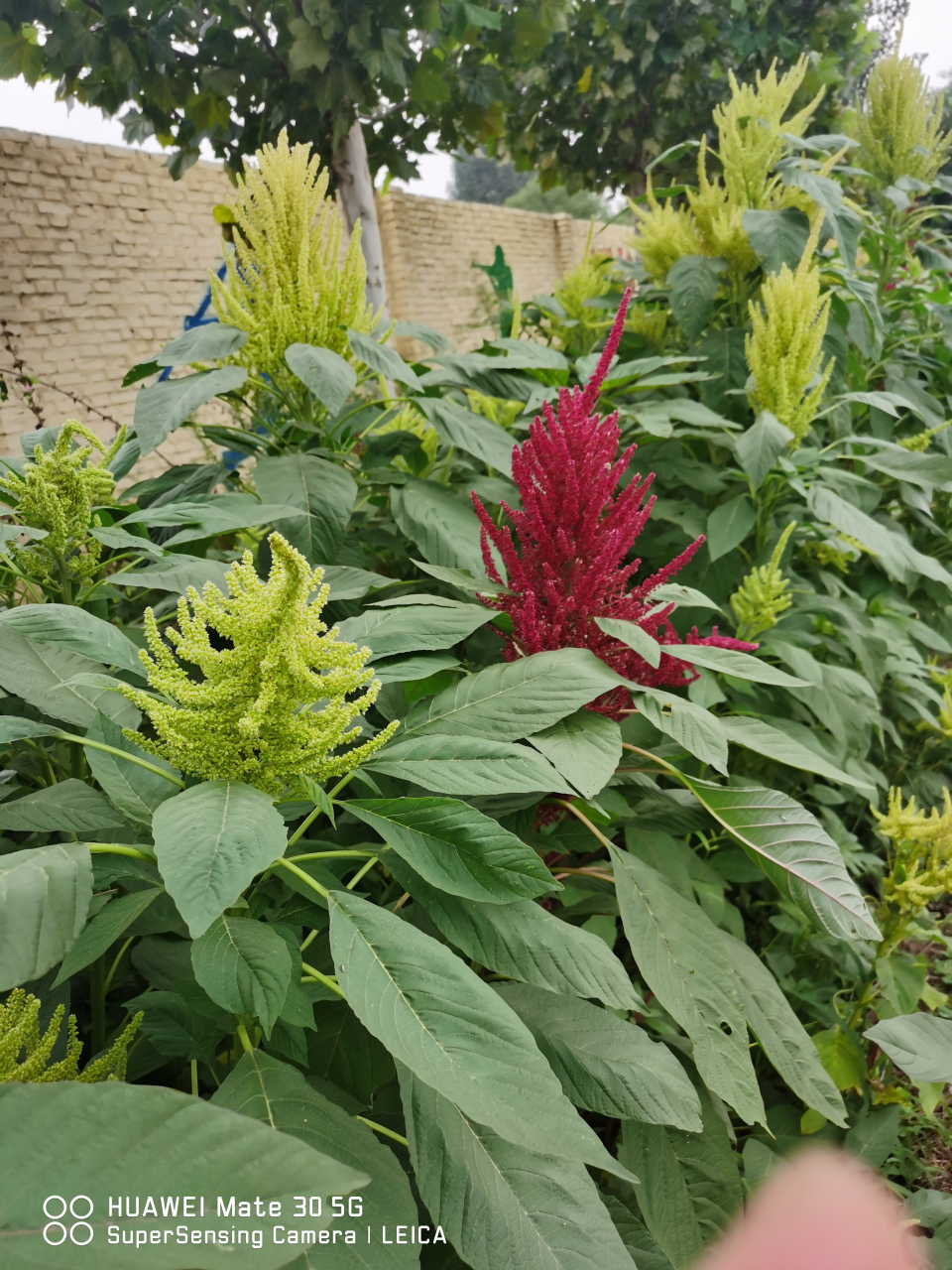 千穗谷,我们小时候经常见的一种植物,因其每一株上都长着很多的小穗