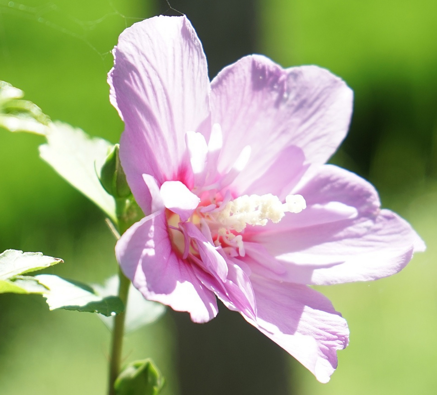 小木槿花原产于东南亚,是一种喜温,喜湿,喜光的植物