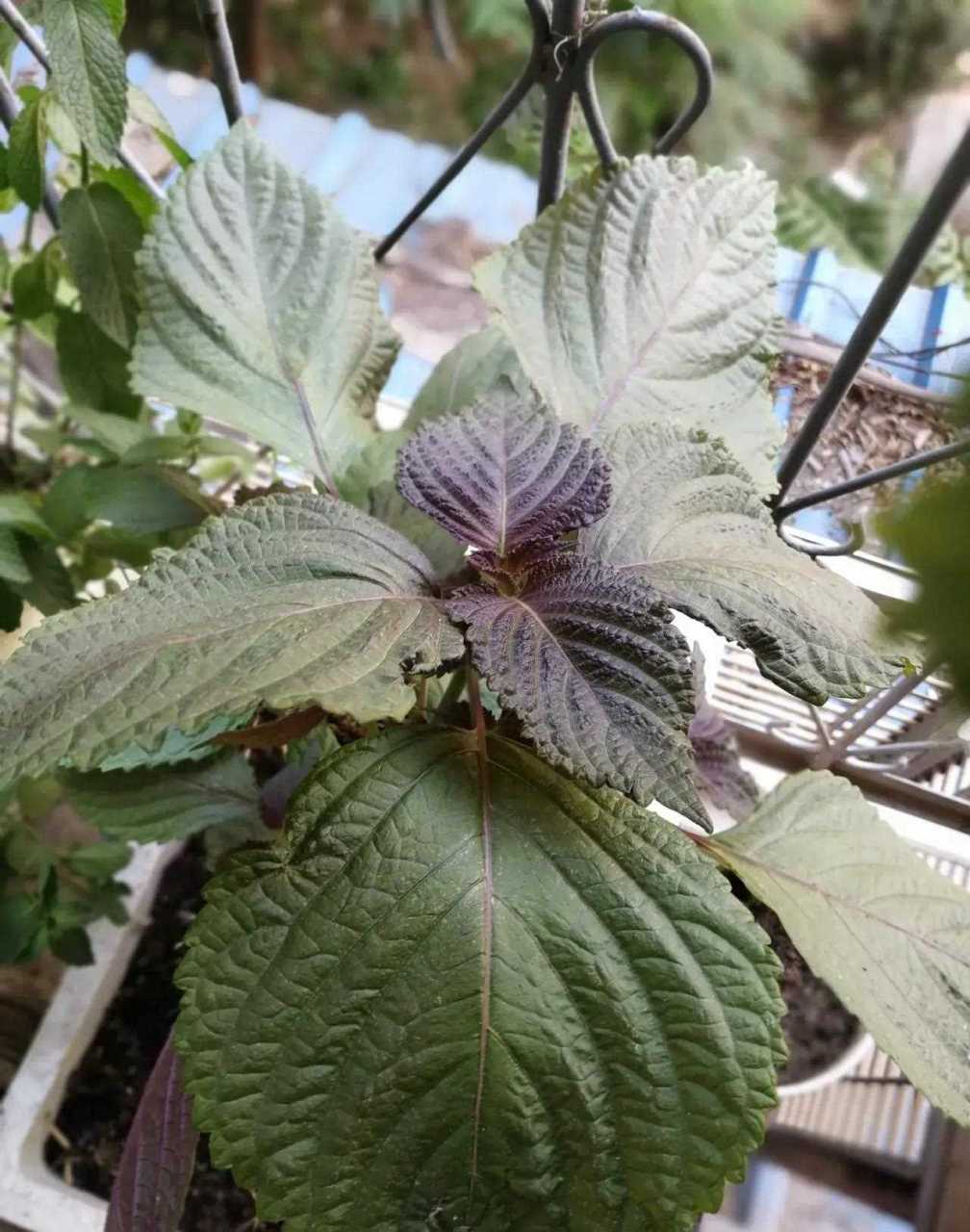 苏子叶长的比手掌都大,心情无比激动,现在我眼前满是煎好的五花肉片和