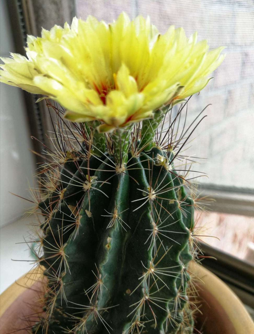 认识仙人球——龙王球 龙王球是仙人掌科瘤玉属植物,茎球形至短圆筒形