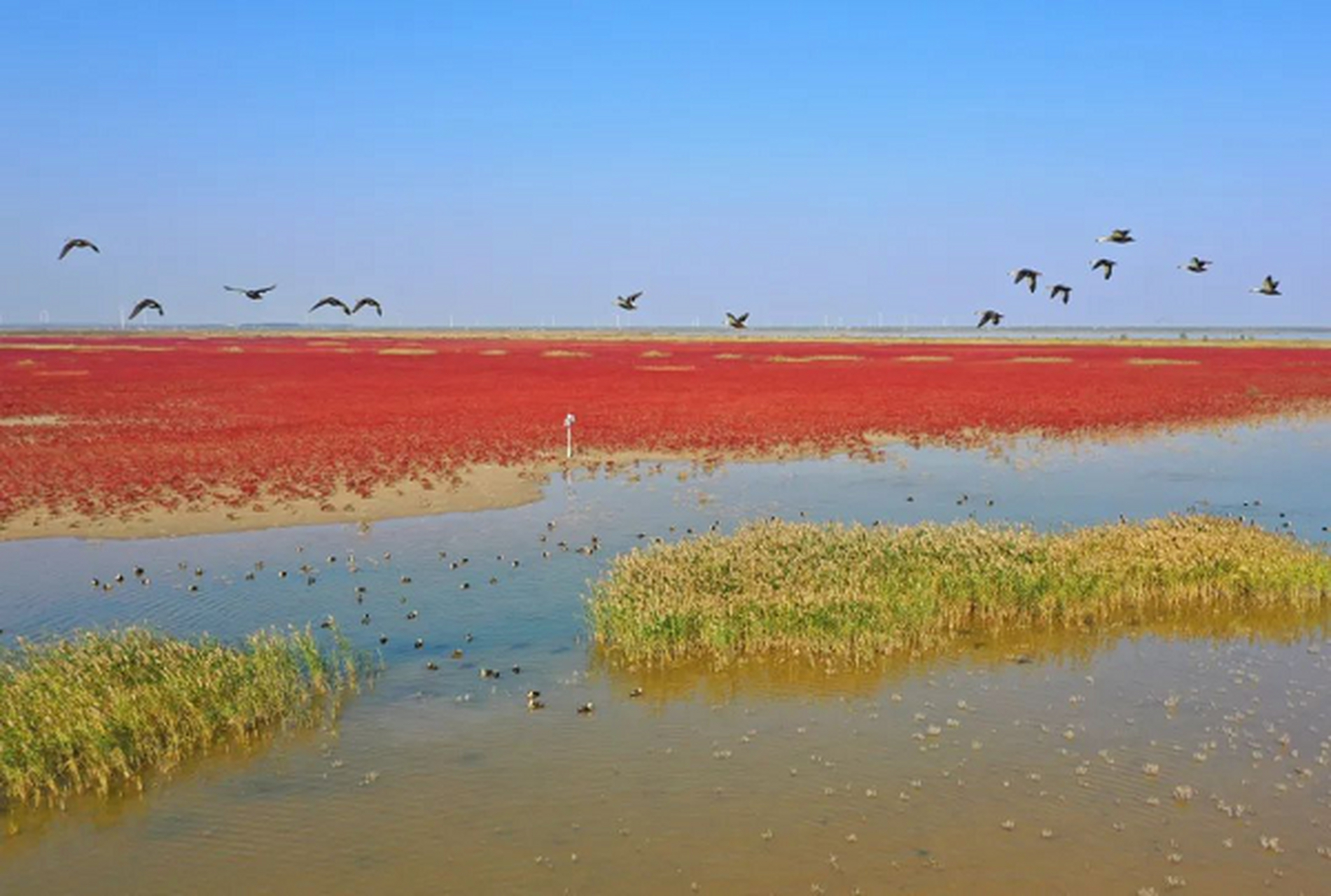 海候鸟栖息地,覆盖东台条子泥,建湖九龙口,盐都大纵湖