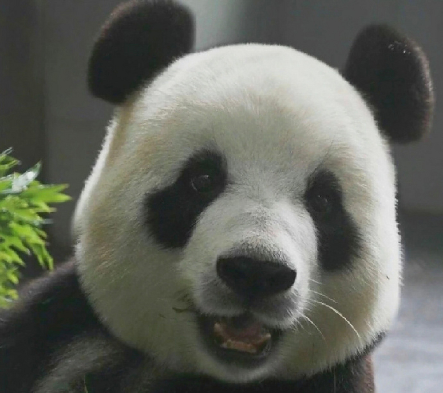 原来熊猫也有眼睫毛