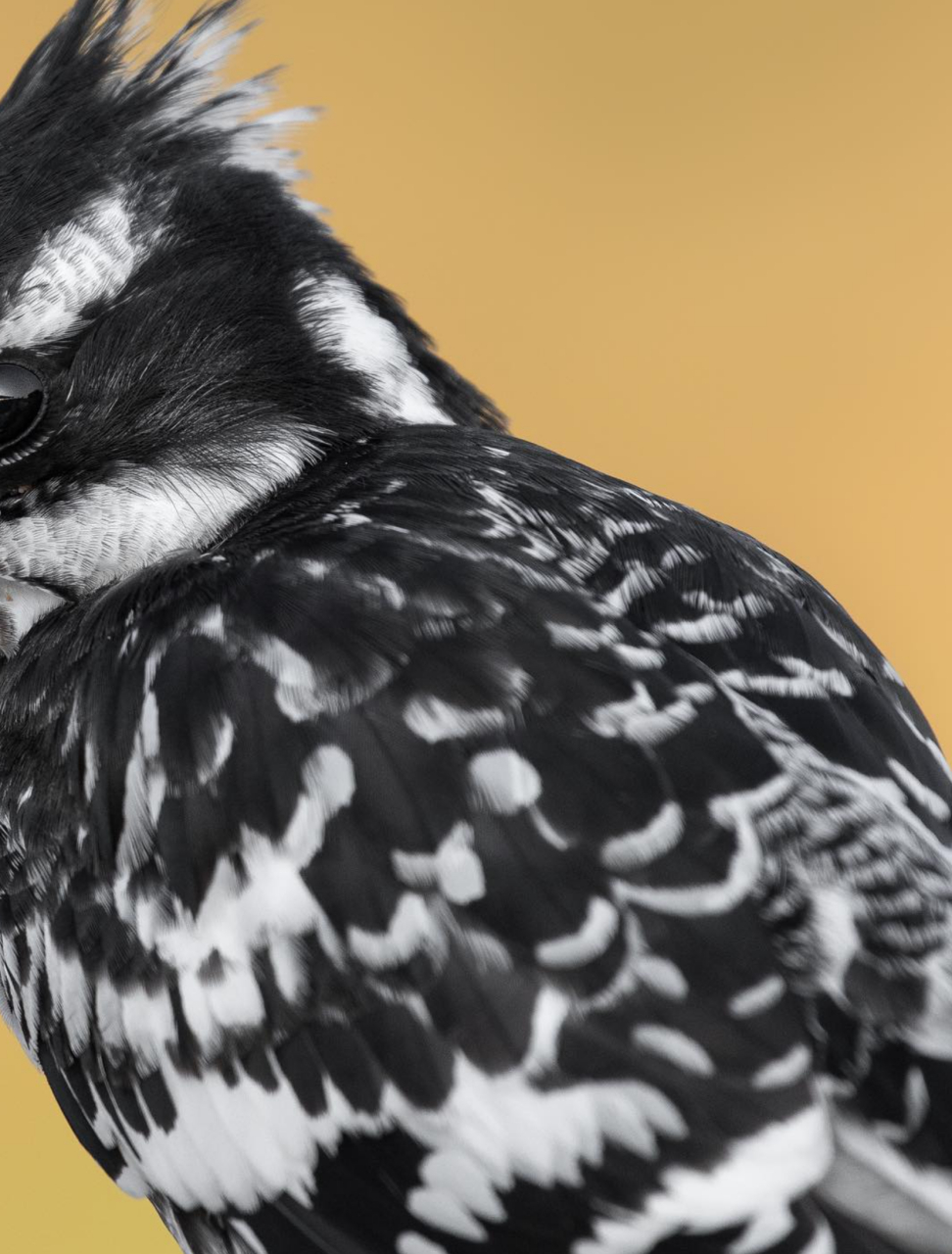 这只鸟有着惊人的黑白色羽毛,真是令人一目了然. 你知道吗?