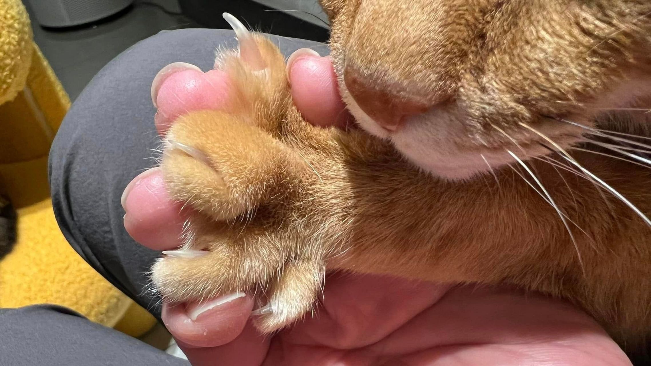 八指相扣,深情对望