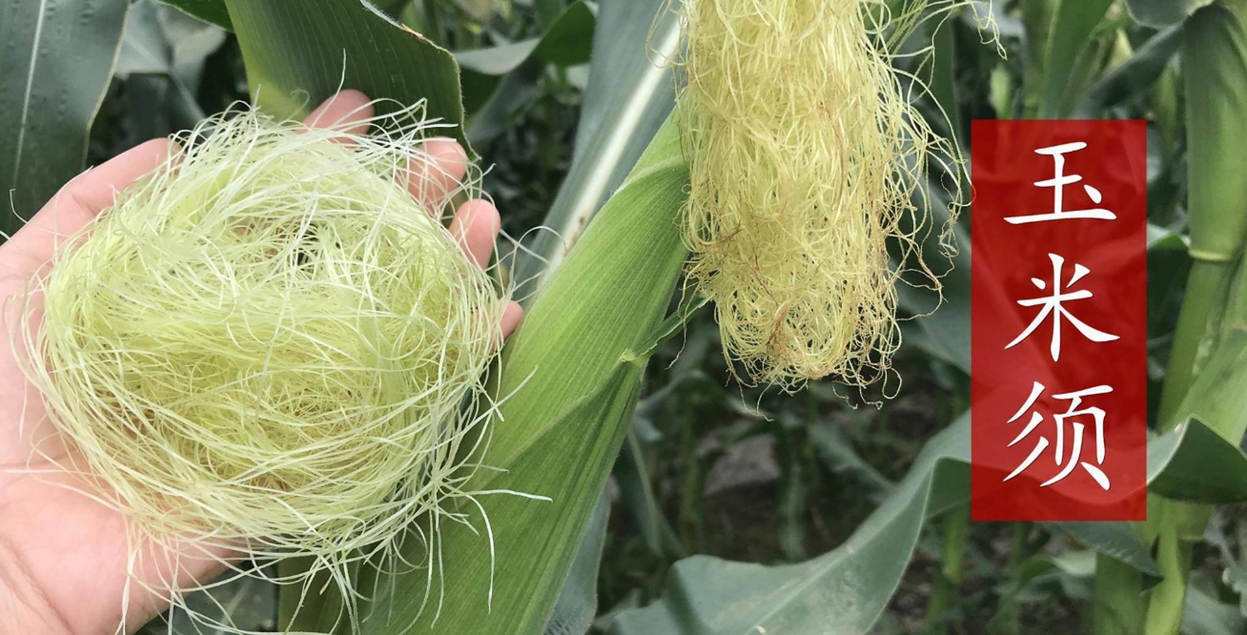 玉米须泡水喝,辅助降血脂  不花钱的玉米须泡水,竟然能降血脂.中医讲