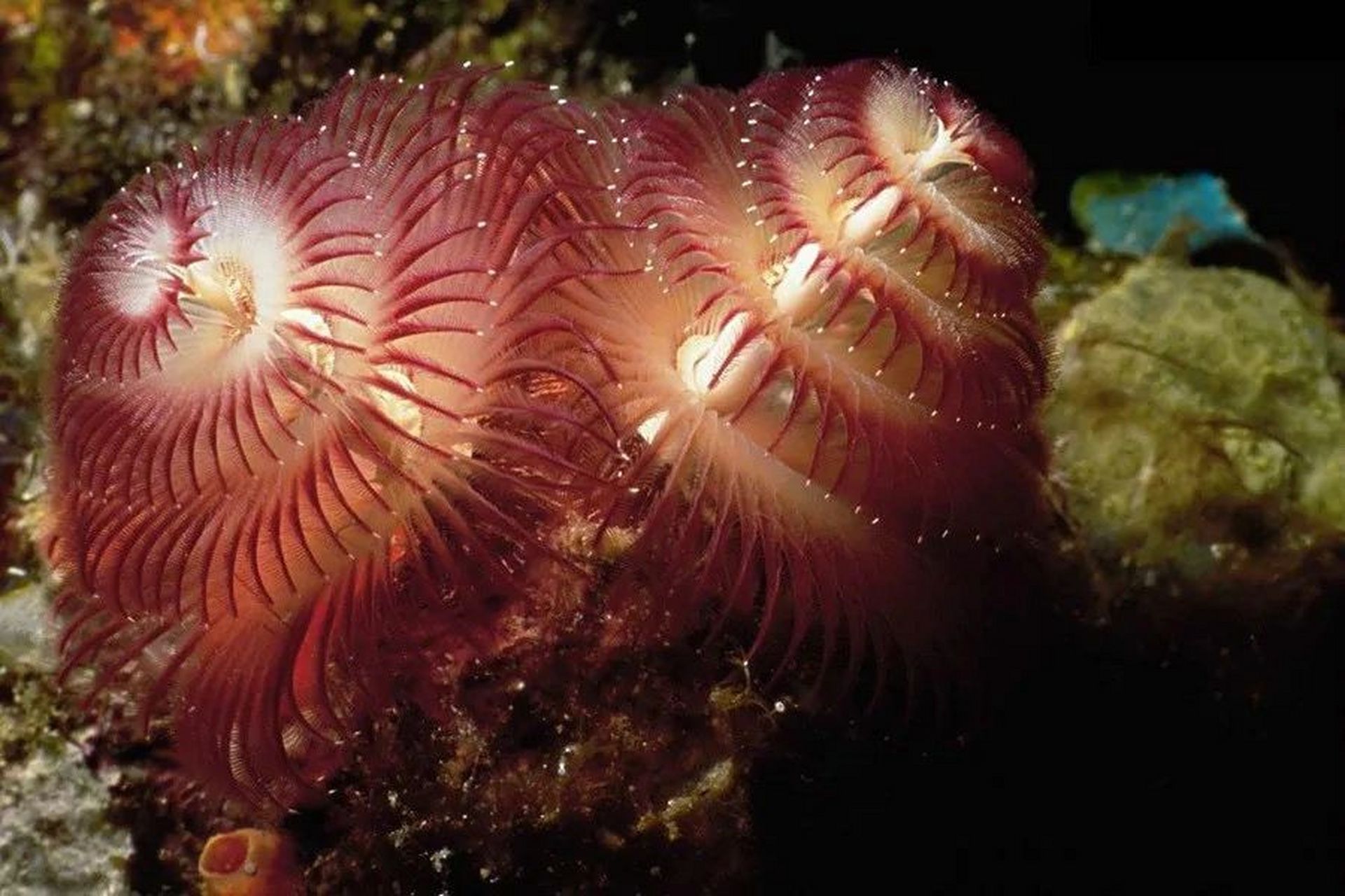 海洋生物-圣诞树蠕虫 90 圣诞树蠕虫很小,是管虫的一种.