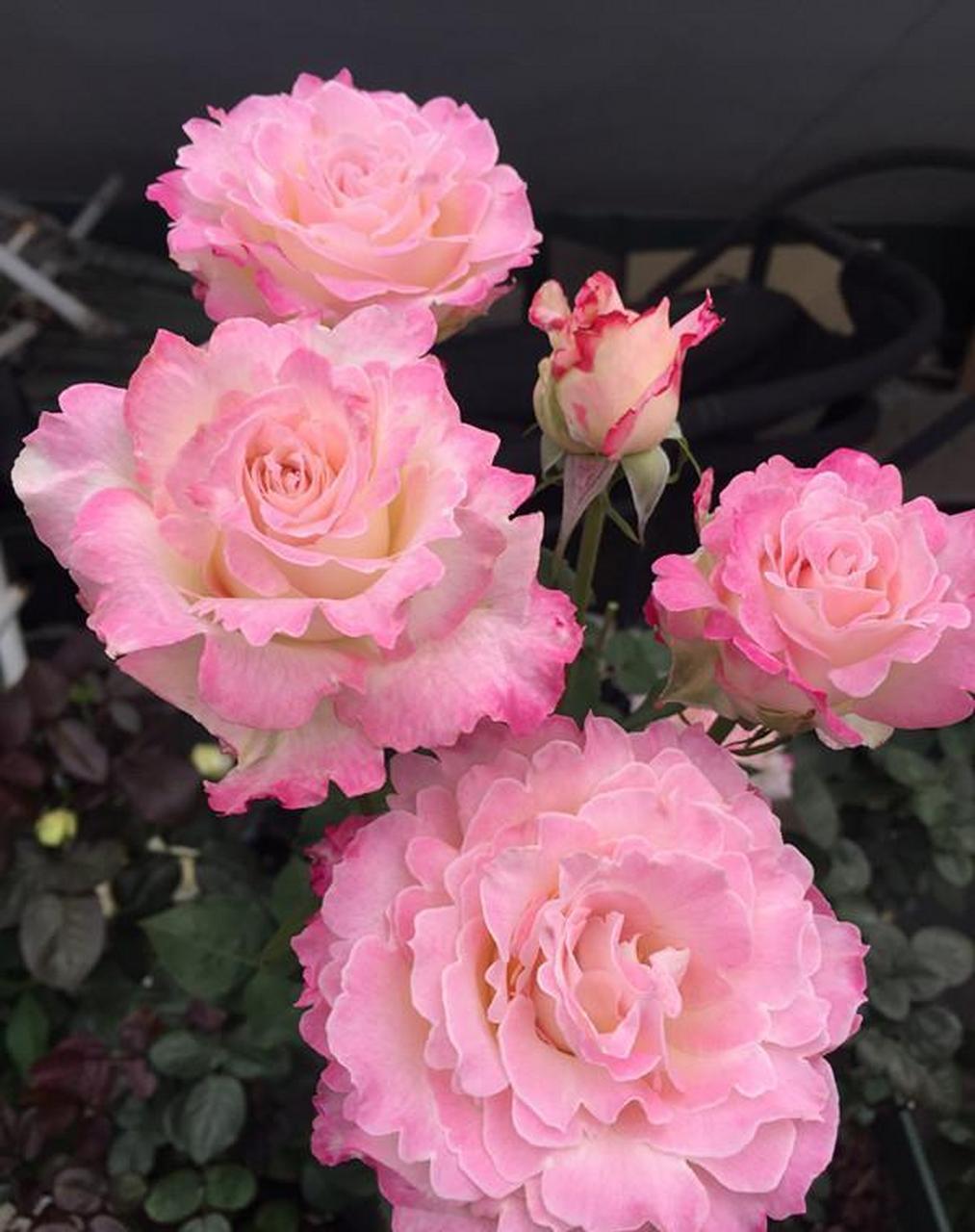 六翼天使,别名炽天使,一款堪称"完美"的月季花,花型深杯状,可作切花