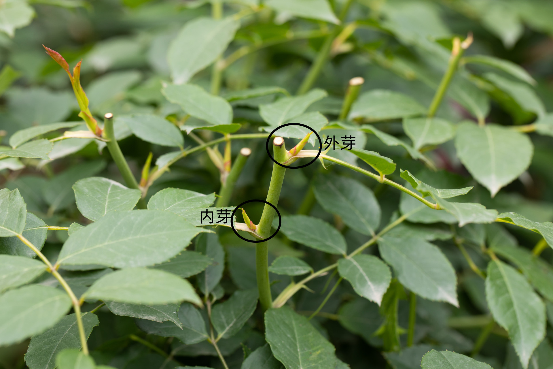 现在月季是否抹芽?如何判断盲芽,盲枝?  芽点分为内芽和外芽.