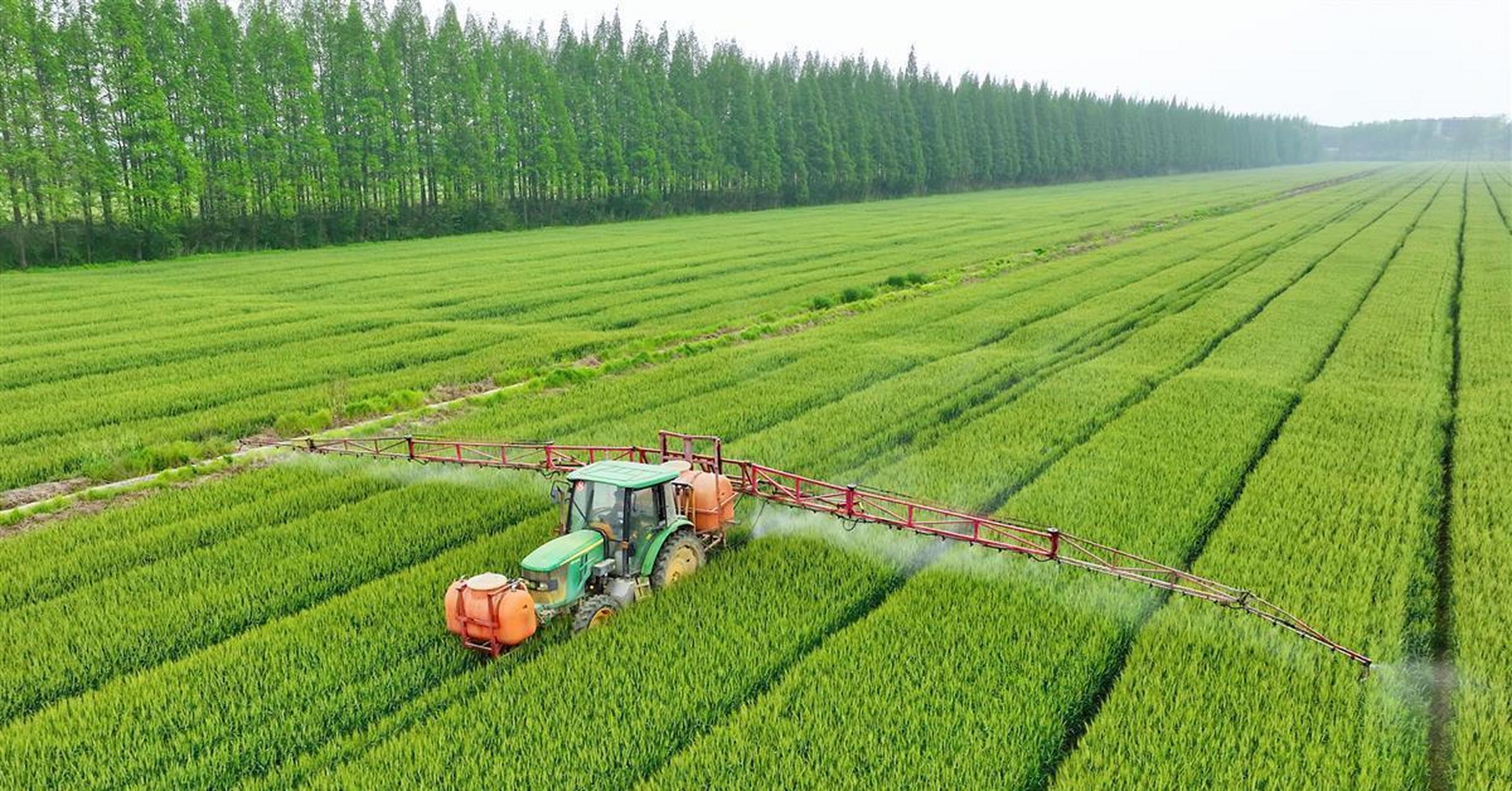 4月13日,荆门市沙洋县马良农场一派繁忙景象,数台大型拖拉机在麦田里