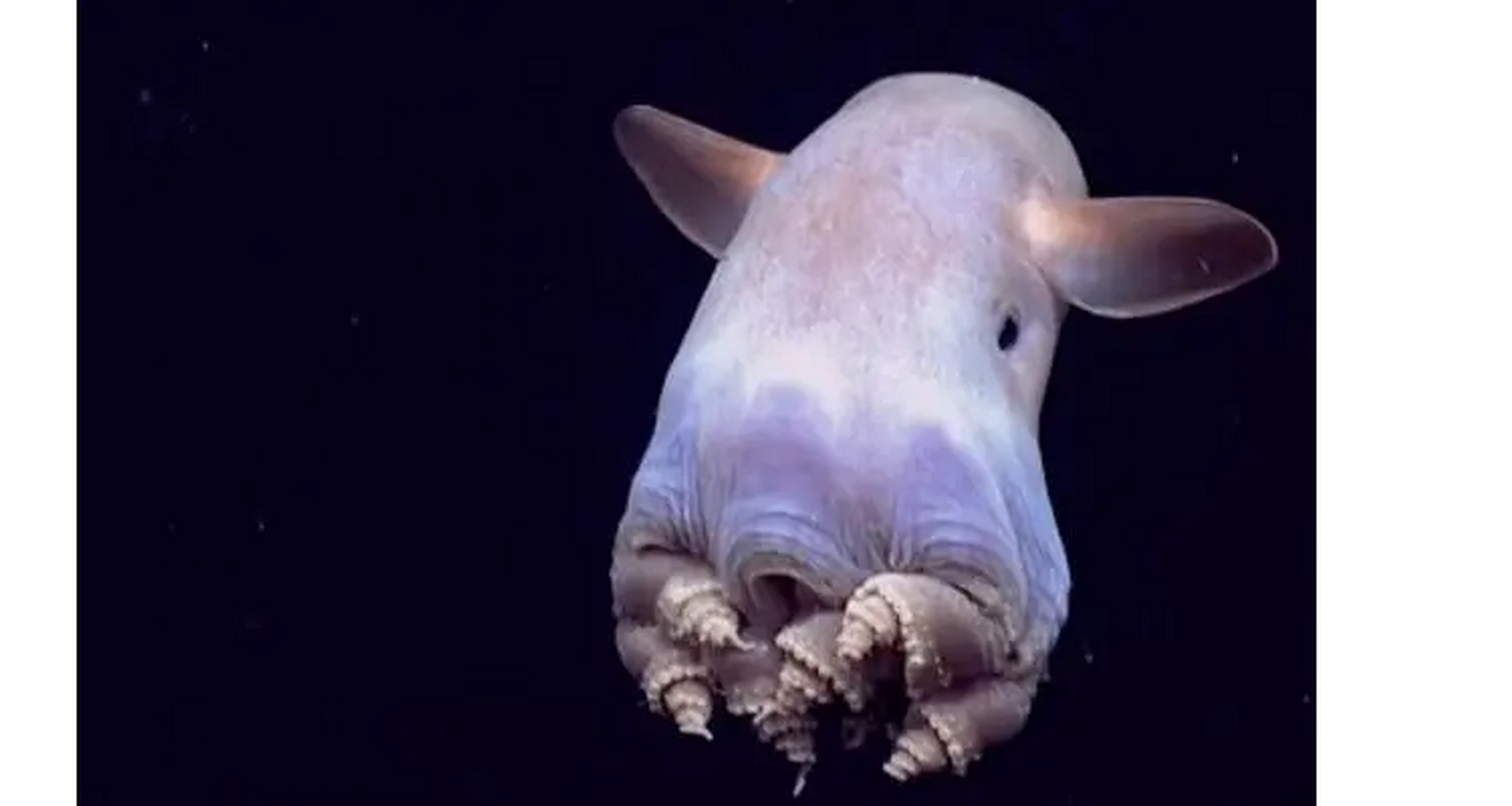 它们的鳍和大象的耳朵相似(迪斯尼的名气).至少有15种蠢章鱼.