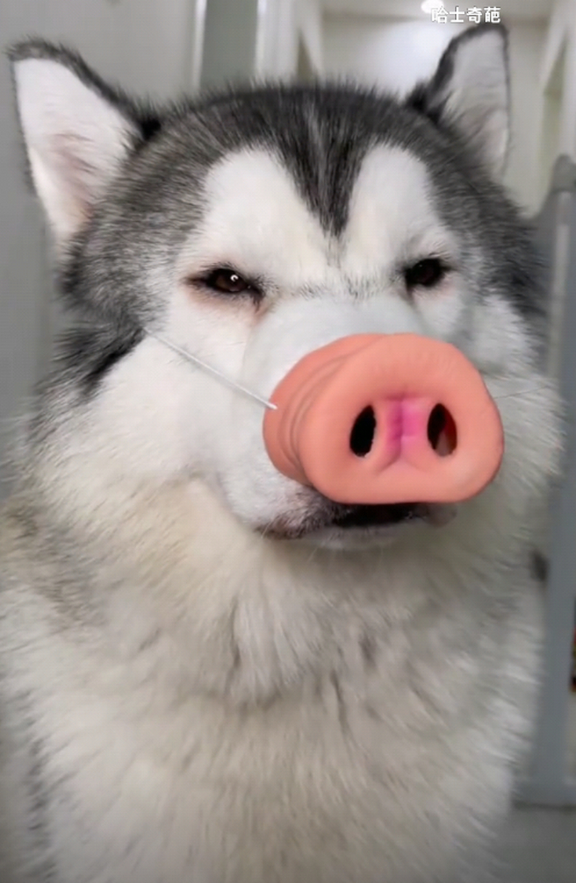 狗子:没脸见人了,我不想活了