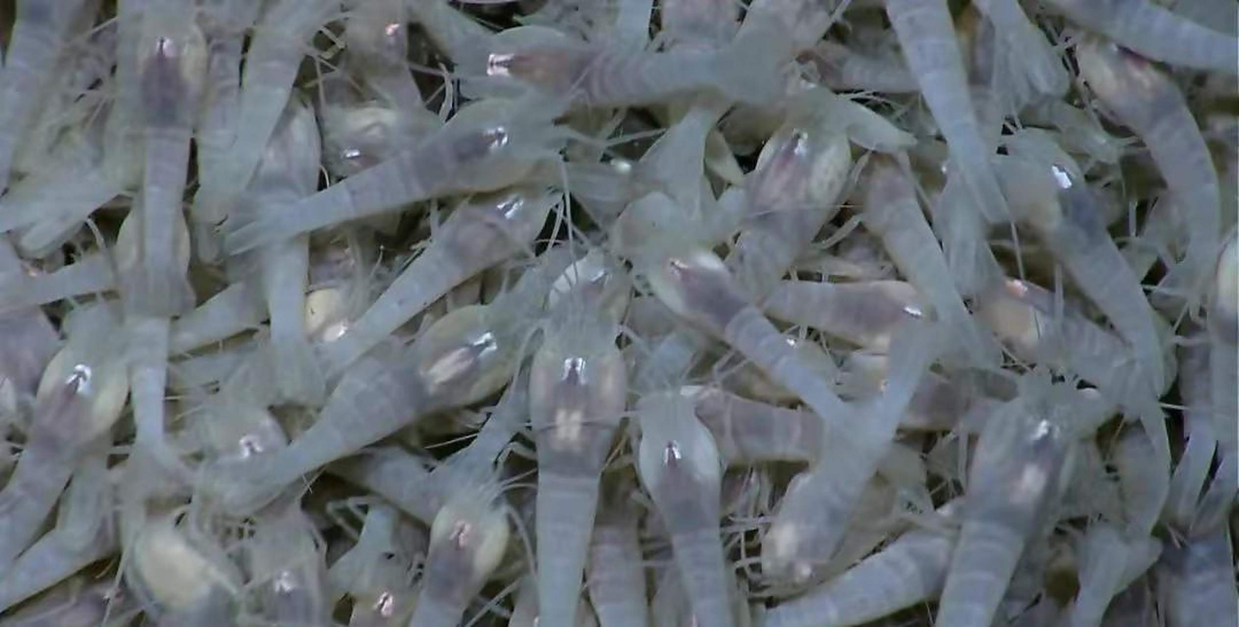 并不是担忧虾的生存环境太恶劣,而是这虾耐高温,该怎么煮熟啊.