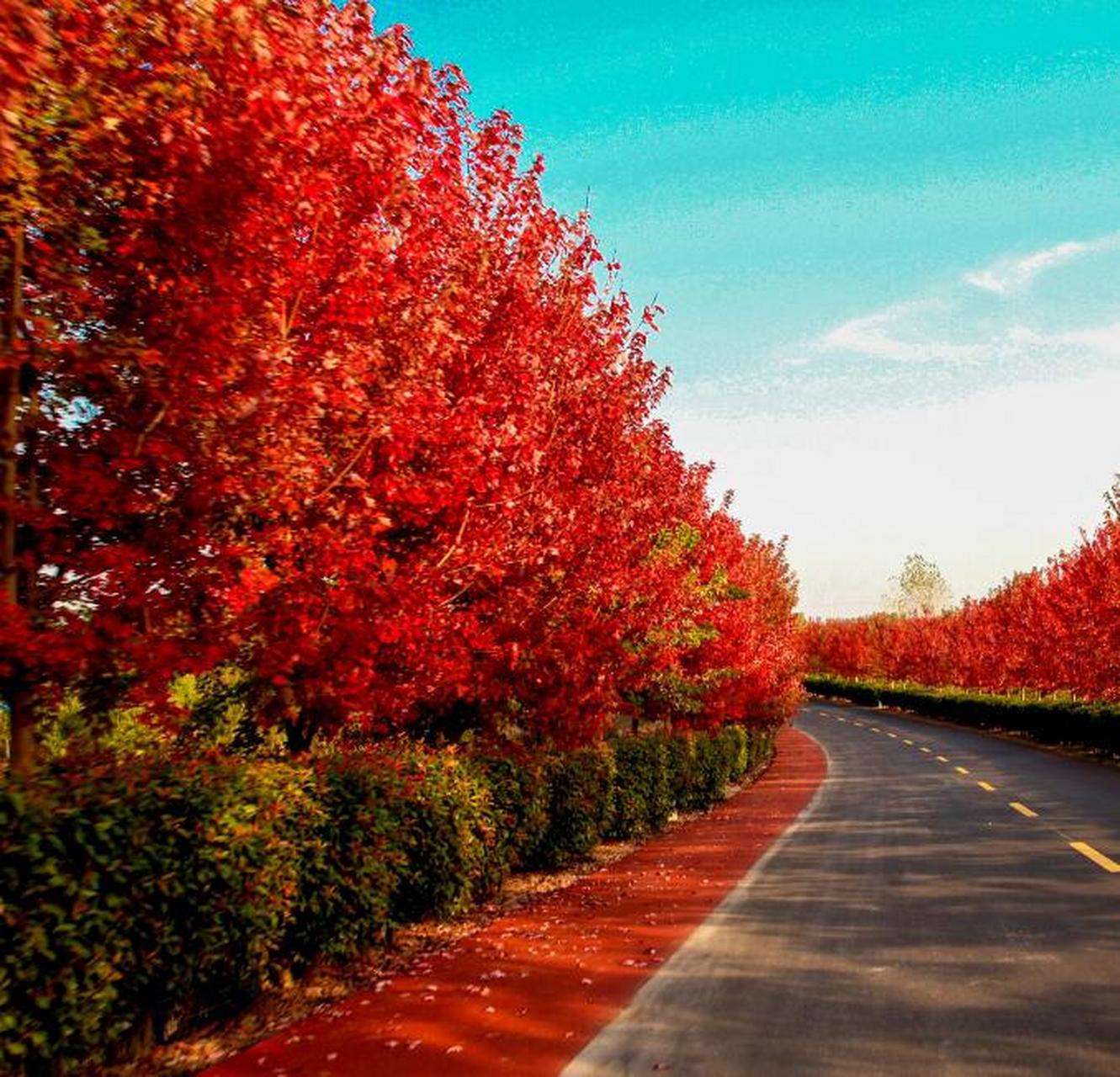 秋天,那是一个浪漫且多彩的季节,枫彩漫城更是将这种美丽推向了极致.