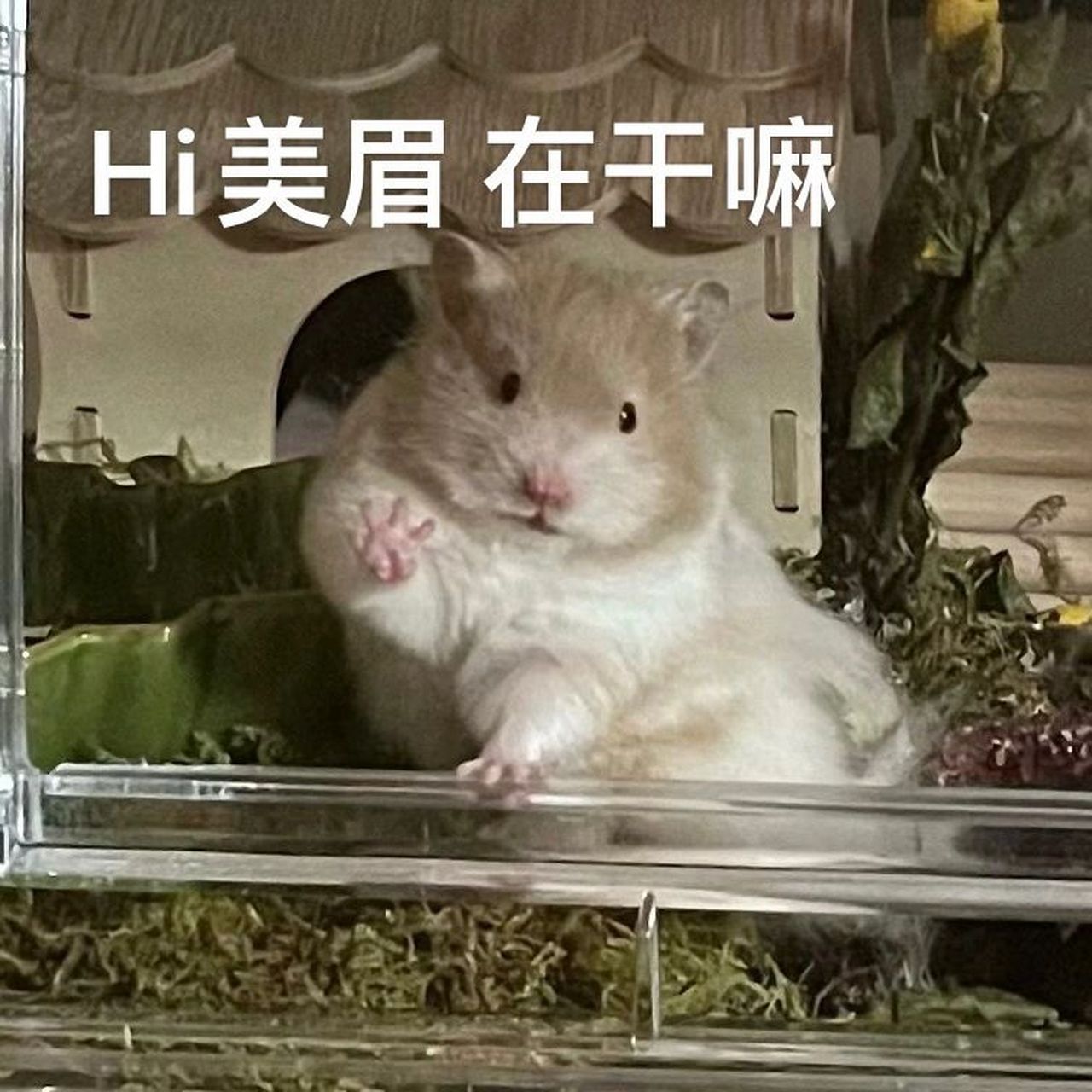 分享一波鼠鼠可爱表情包